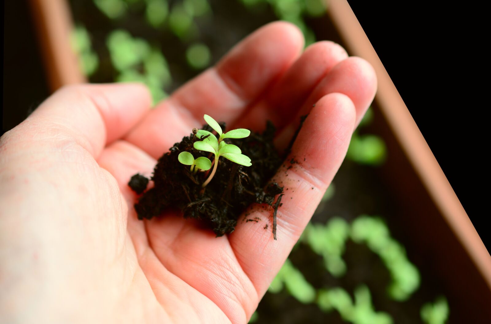 Nikon D5200 sample photo. Plant, sow, grow photography