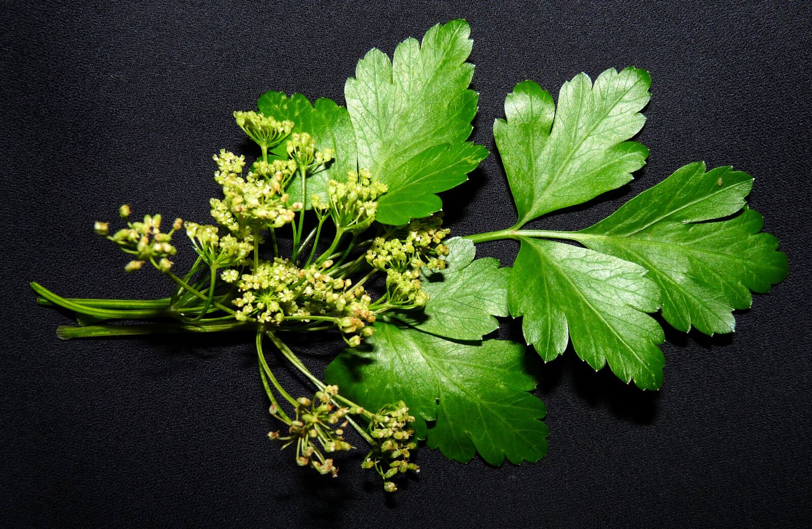 Panasonic Lumix DMC-FZ28 sample photo. Parsley, herb, flower photography