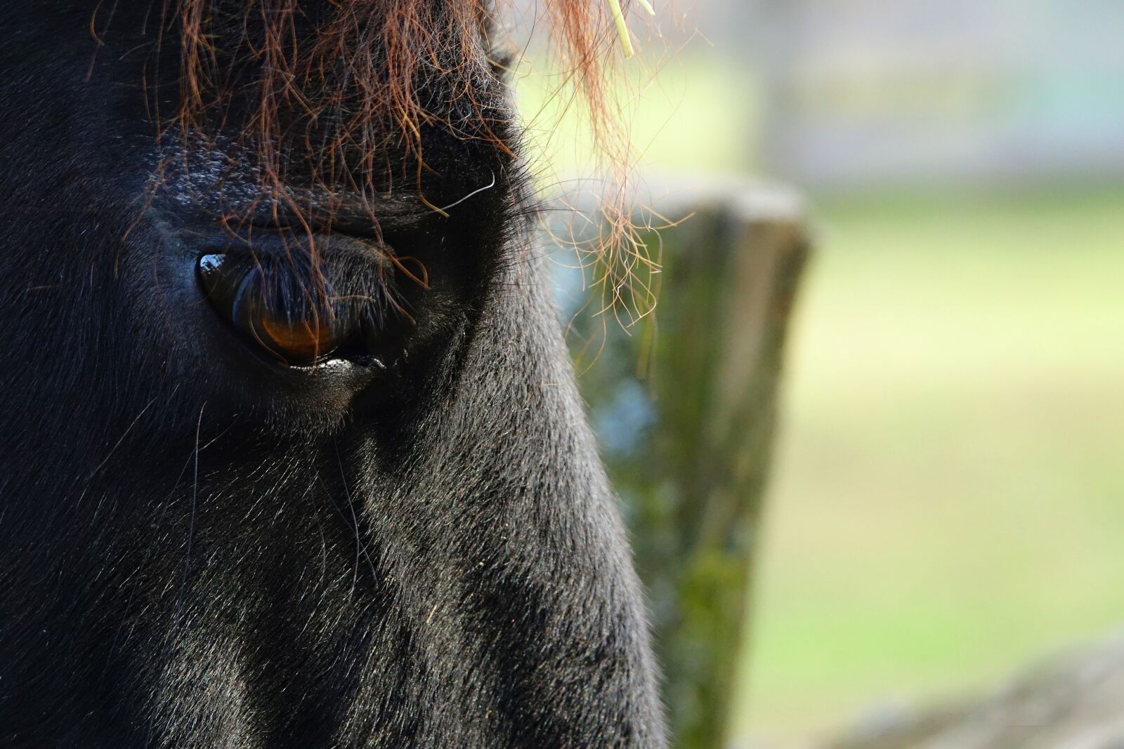 Sony Cyber-shot DSC-RX10 III sample photo. Horse, horse eye, eyelashes photography