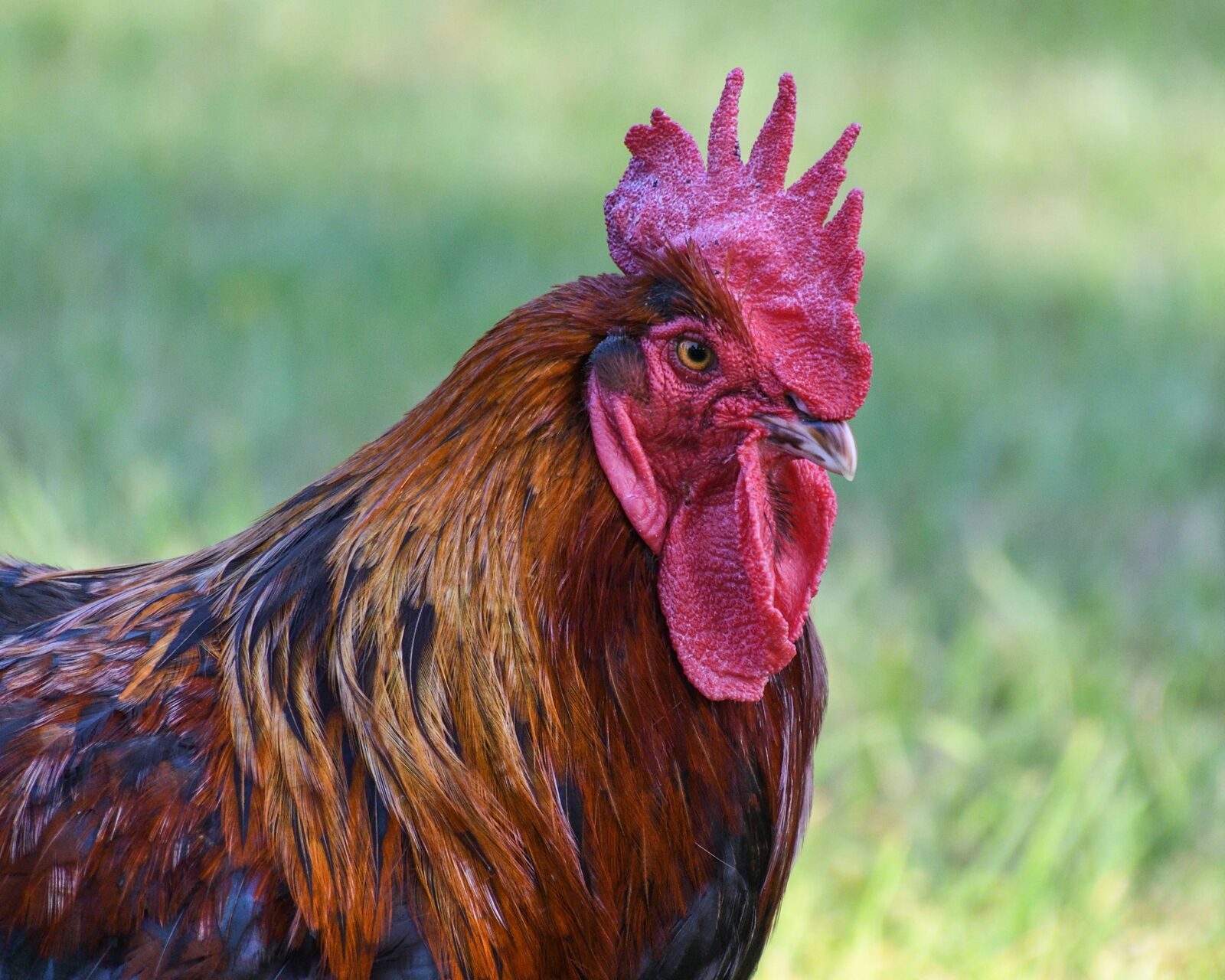 Nikon D500 sample photo. Cock, head, crete photography