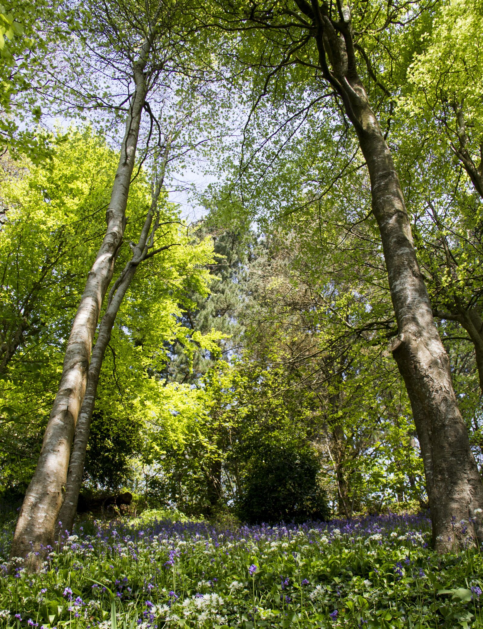 Canon EOS 7D sample photo. Woods, trees, green photography