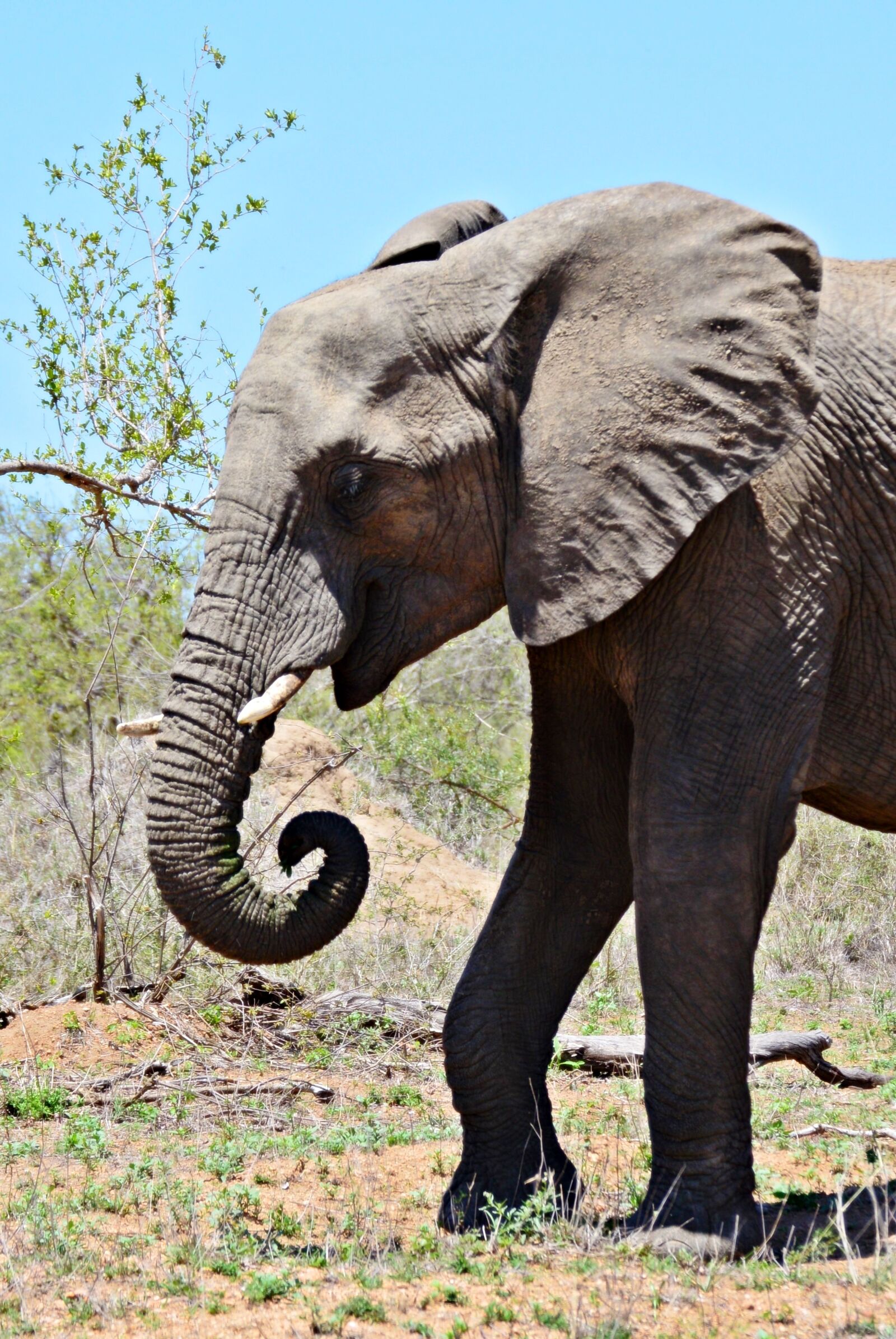 Nikon D3200 sample photo. African elephant, pachyderm, wildlife photography