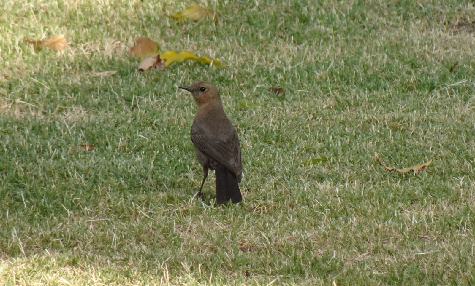 Sony DSC-WX800 sample photo. Bird, brown rock chat photography