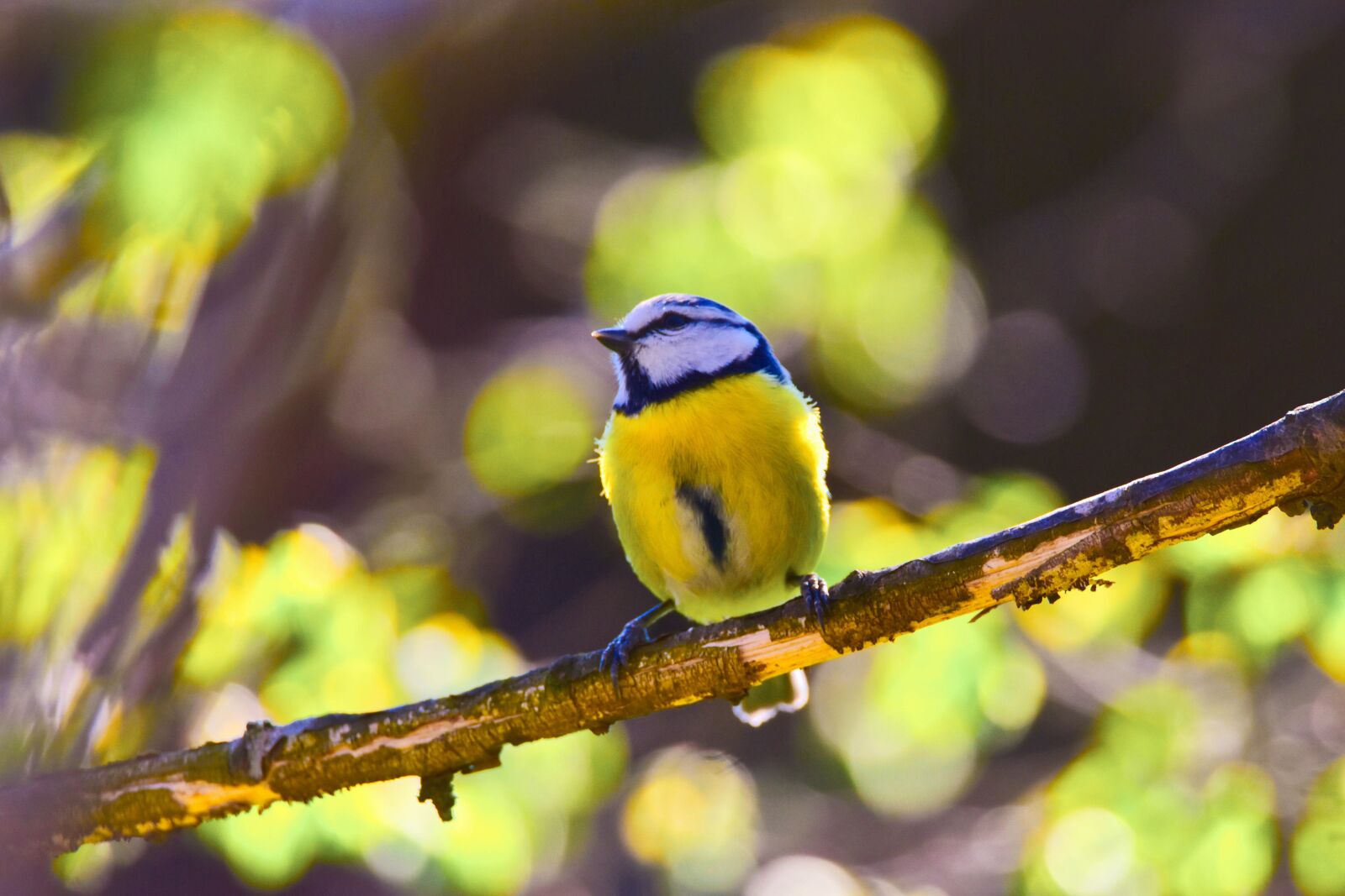 Tamron SP 150-600mm F5-6.3 Di VC USD sample photo. Bird, nature, tit photography