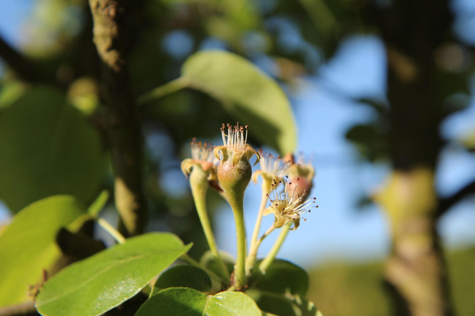 Canon EOS 600D (Rebel EOS T3i / EOS Kiss X5) sample photo. Poirier, young pears, green photography