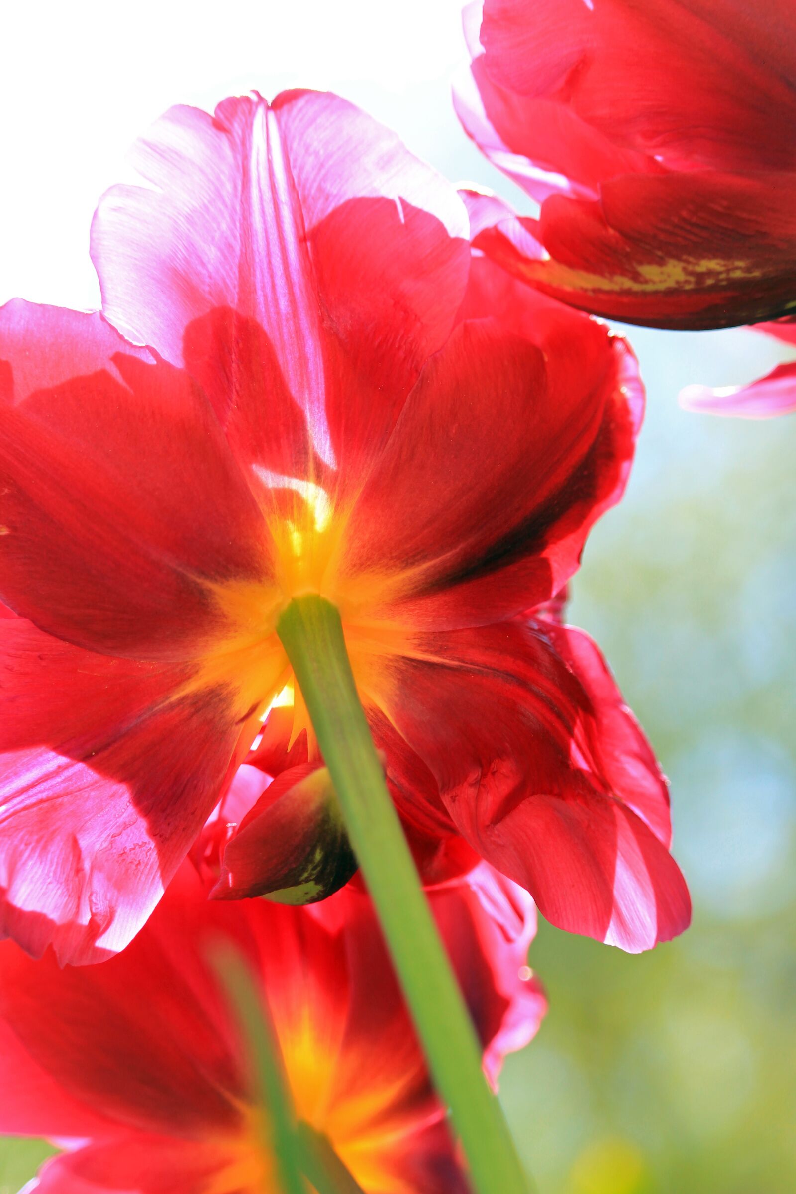Canon EOS 700D (EOS Rebel T5i / EOS Kiss X7i) sample photo. Tulips, red tulips, flower photography