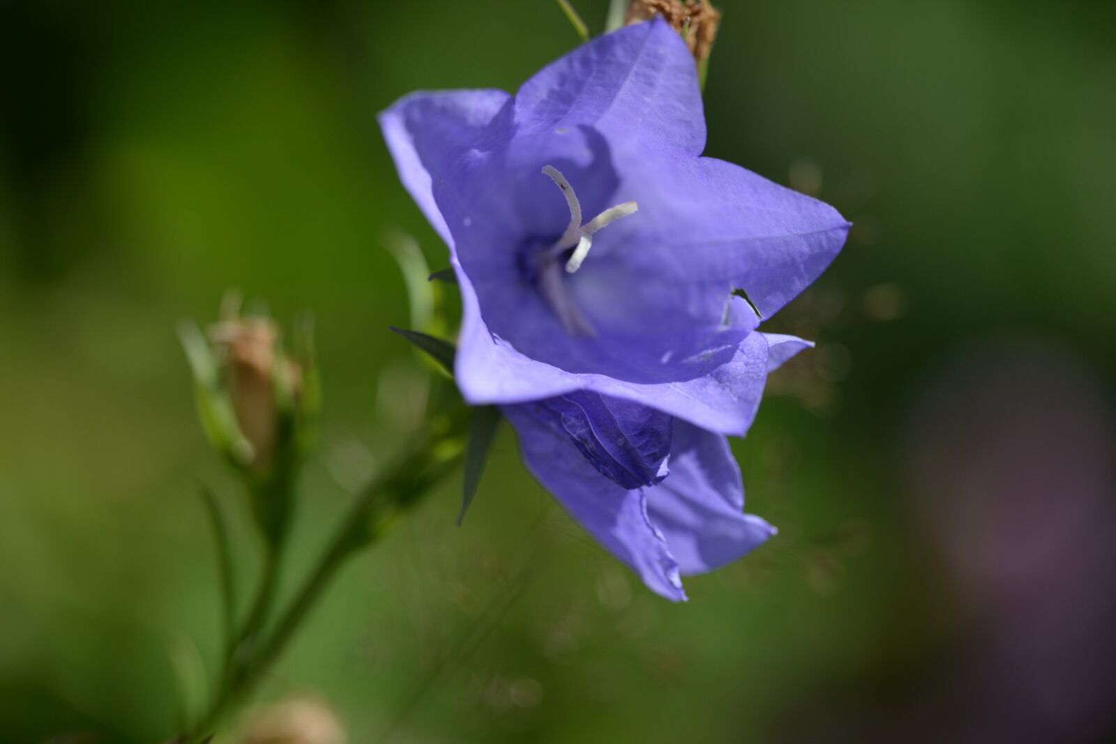 Nikon D800 sample photo. Blue bell, blue, flower photography