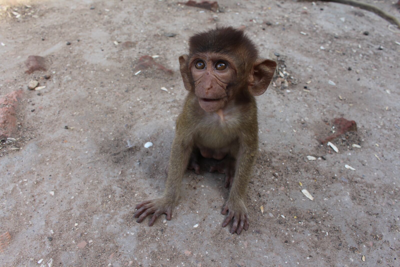 Canon EOS 700D (EOS Rebel T5i / EOS Kiss X7i) sample photo. Monkey, sweet, cute photography
