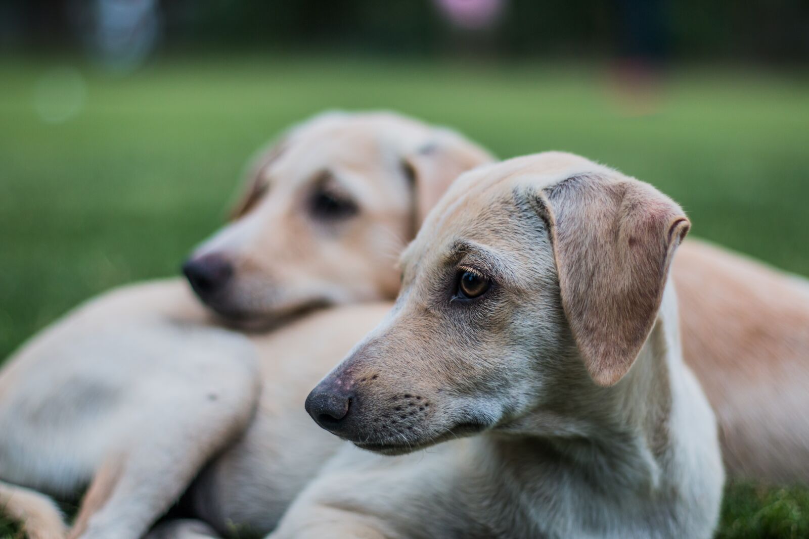 Canon EOS 70D + Canon EF 50mm F1.8 II sample photo. Puppy, dog, cute photography