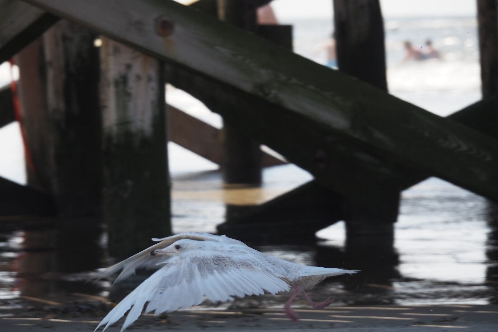 Olympus OM-D E-M10 II sample photo. Seagull, flying, seevogel photography