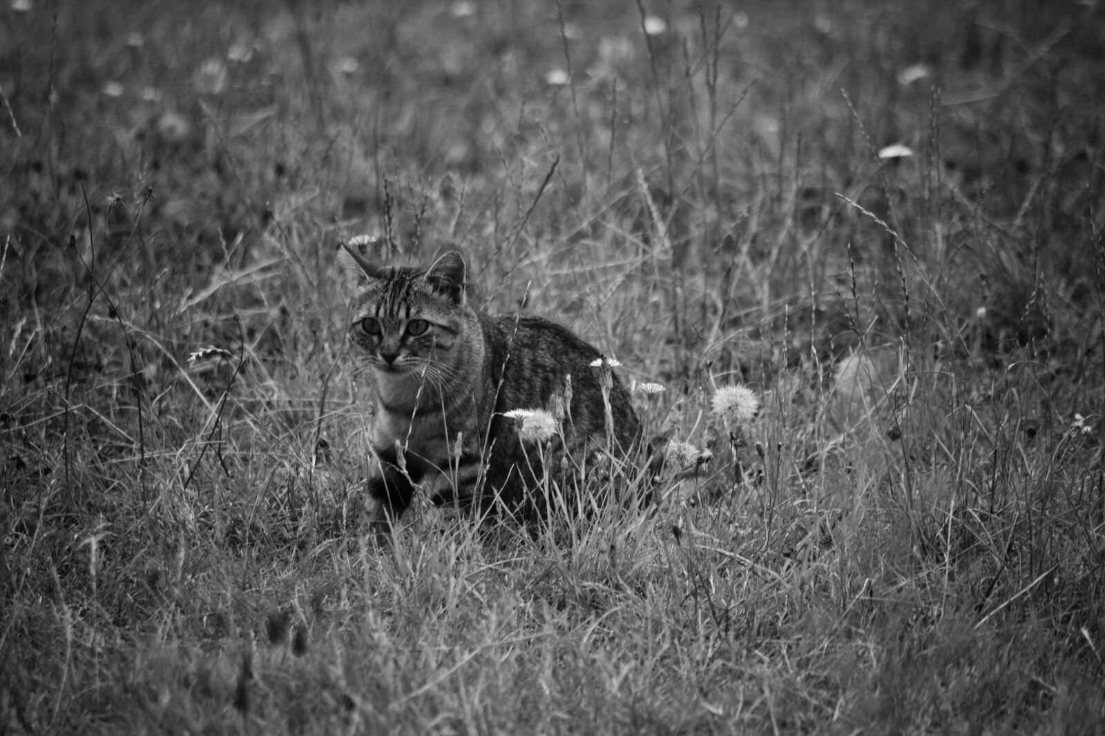 Nikon D5200 sample photo. Animal, domestique, chaton, felin photography