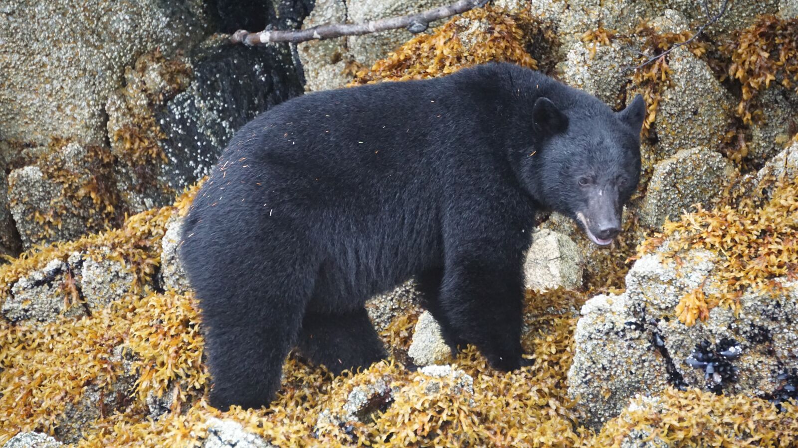 Sony E 55-210mm F4.5-6.3 OSS sample photo. Black bear, animal, bear photography