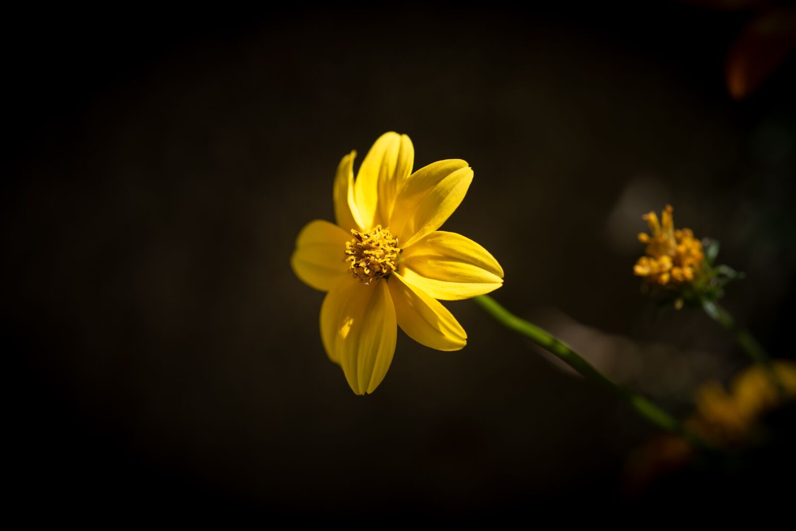 Nikon D750 sample photo. Flower, blossom, bloom photography