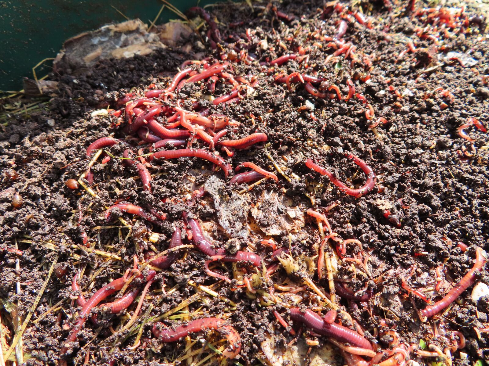 Canon PowerShot SX740 HS sample photo. Worms, red, wigglers photography