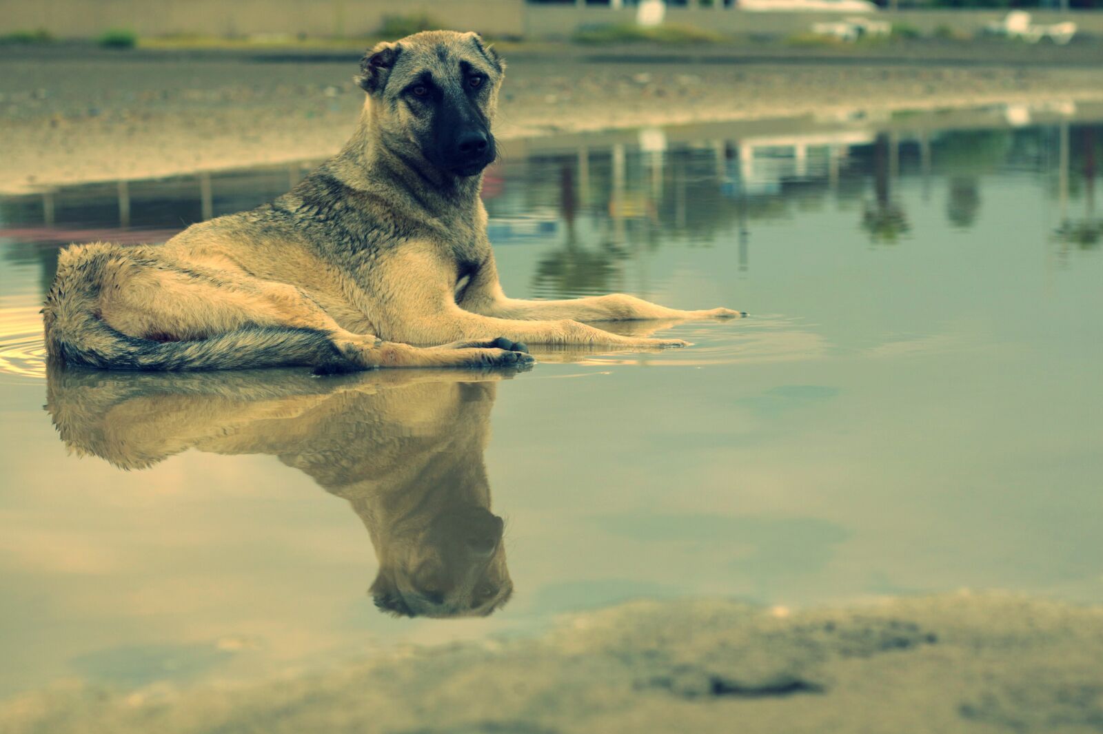 Canon EOS 650D (EOS Rebel T4i / EOS Kiss X6i) + Canon EF 50mm F1.8 II sample photo. Dog, reflection, water photography