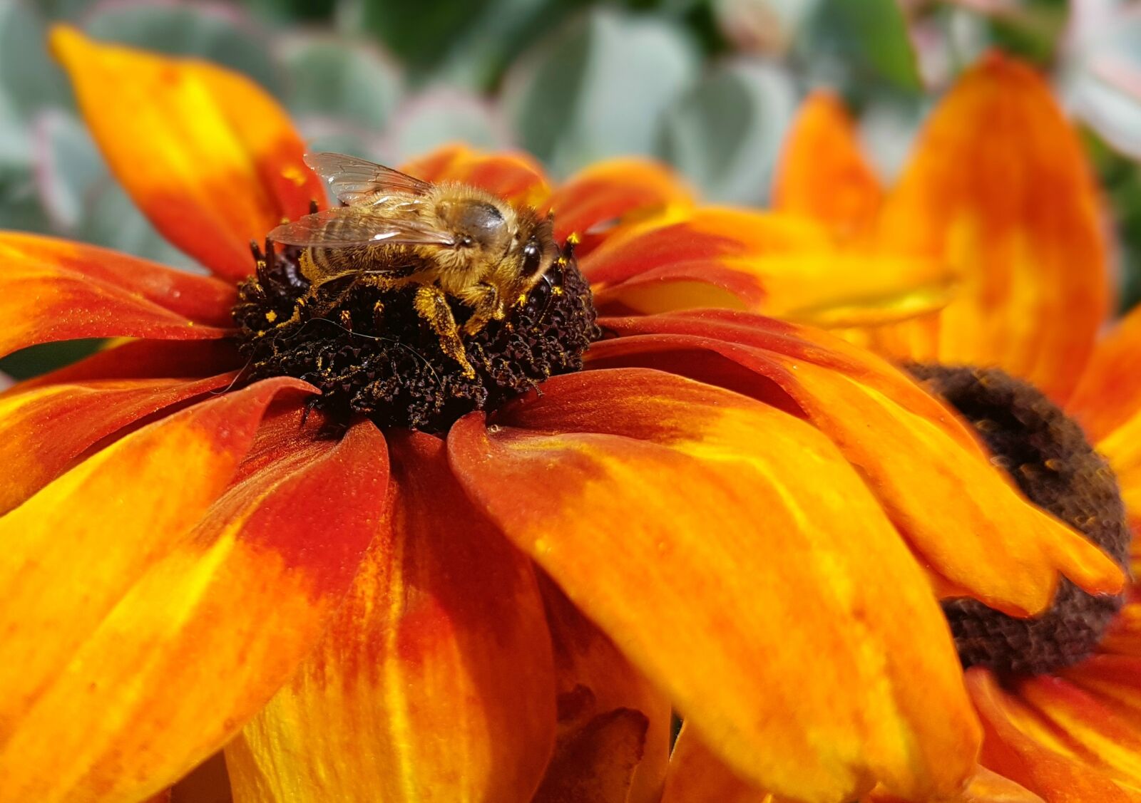 Samsung Galaxy S7 sample photo. Bee, insect, blossom photography