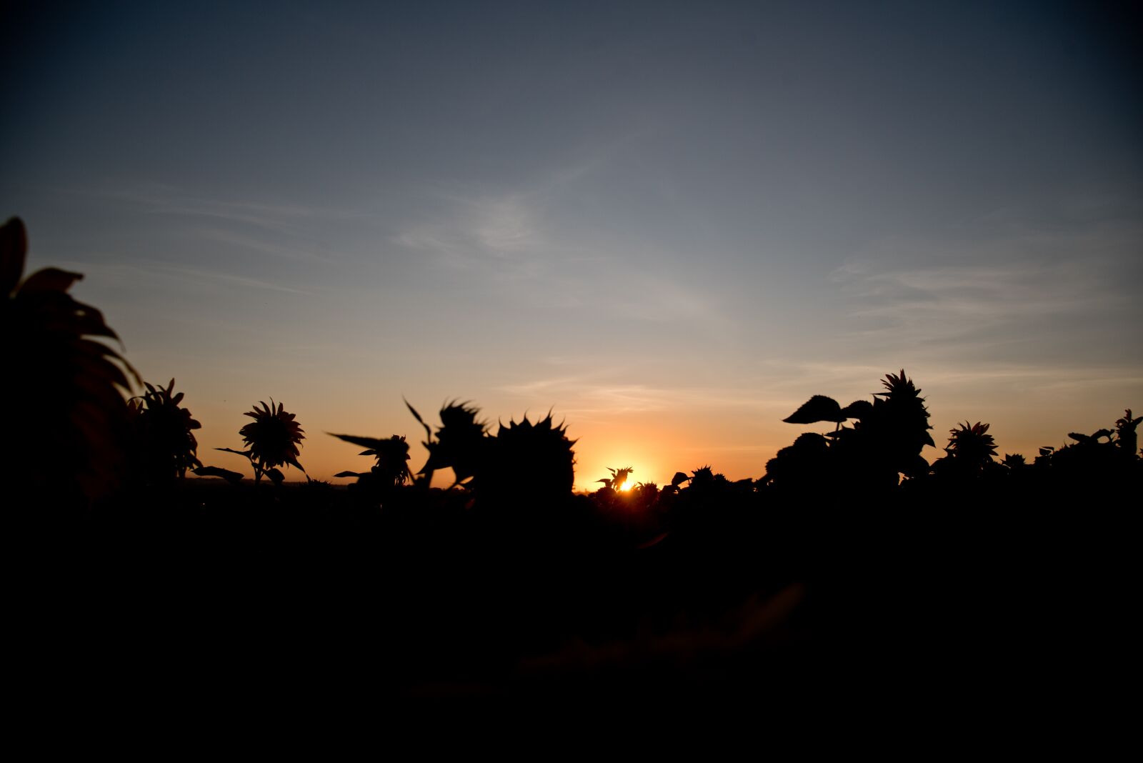 Nikon D750 sample photo. Girassol, goiania, goias photography