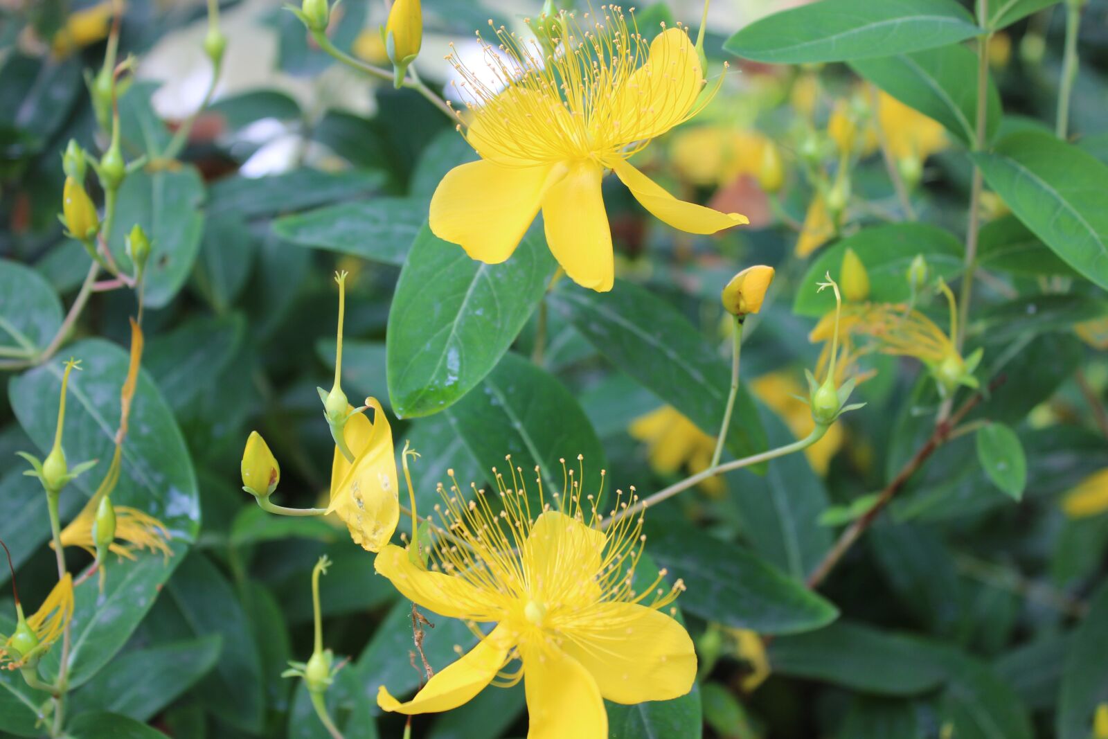 Canon EOS 600D (Rebel EOS T3i / EOS Kiss X5) sample photo. Yellow flowers, green leaves photography