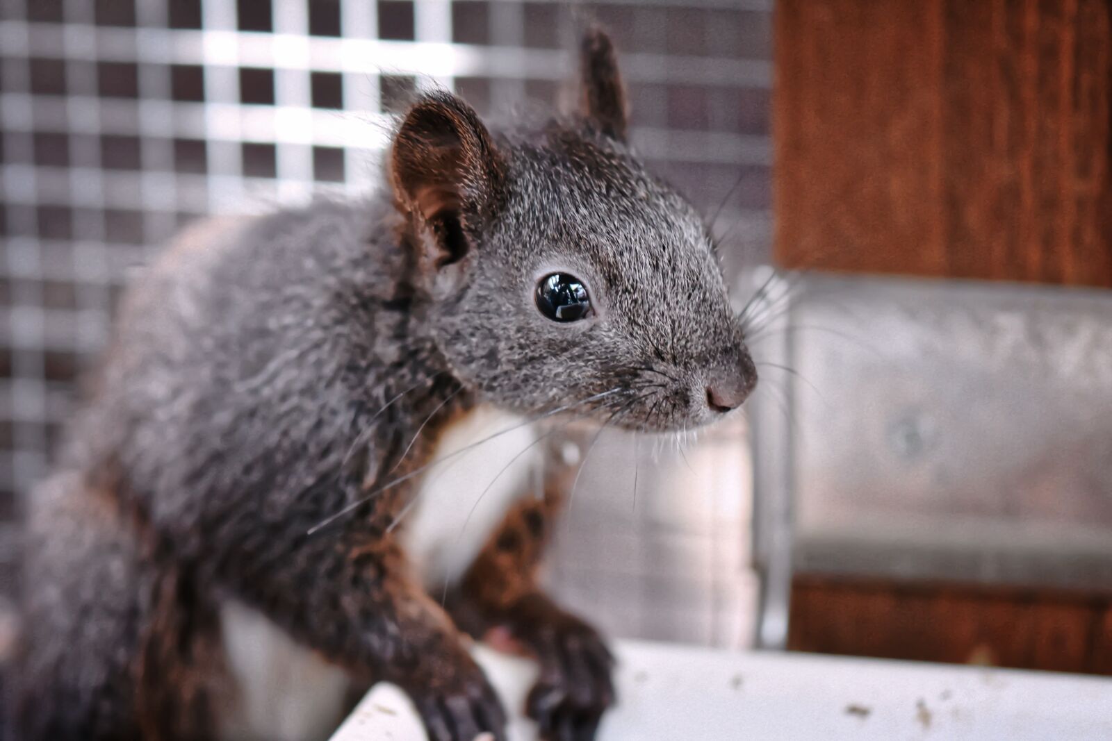 Nikon D7200 sample photo. Squirrel, young animal, small photography