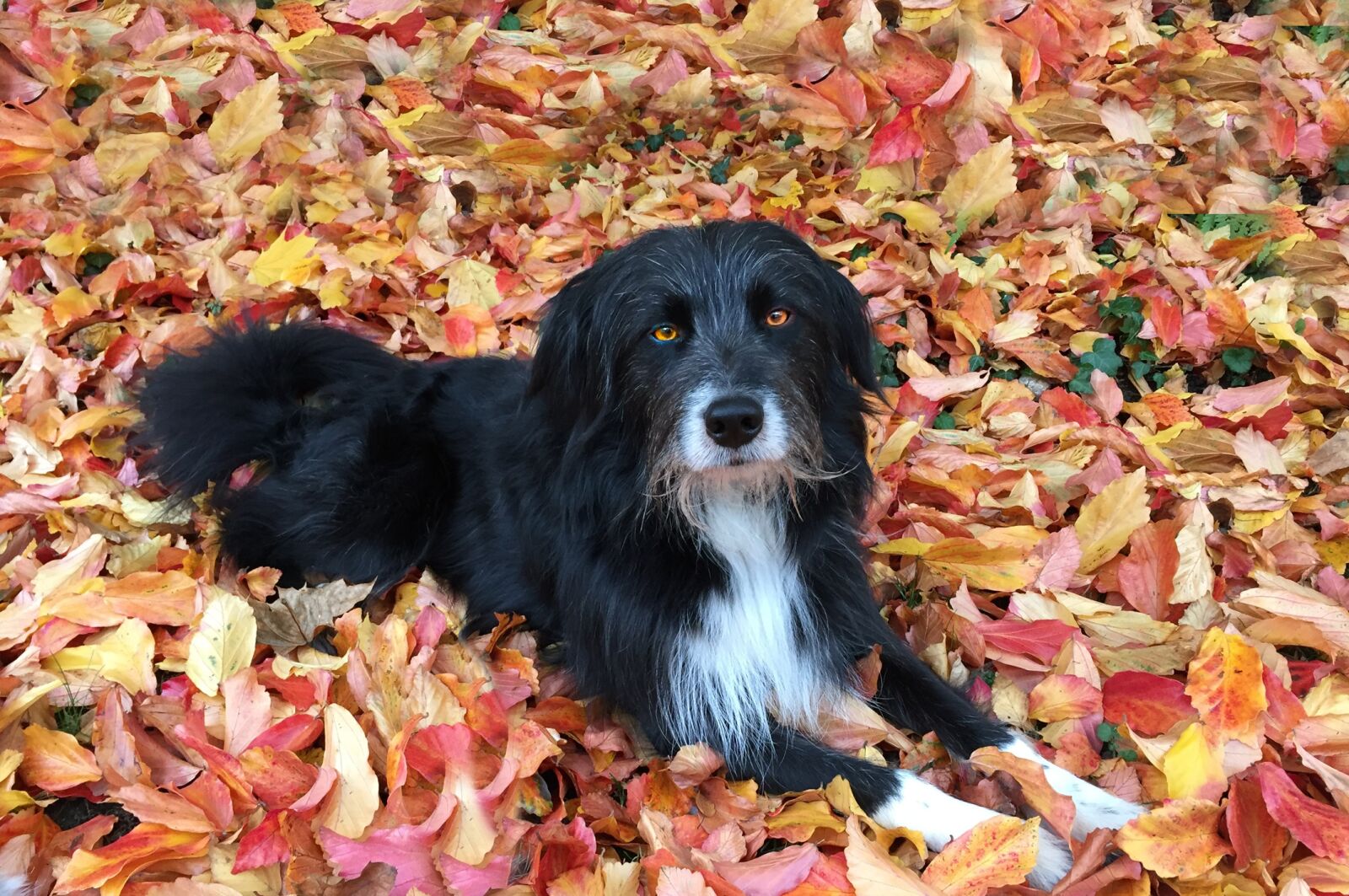 Nikon D300 sample photo. Dog, animal, pet photography