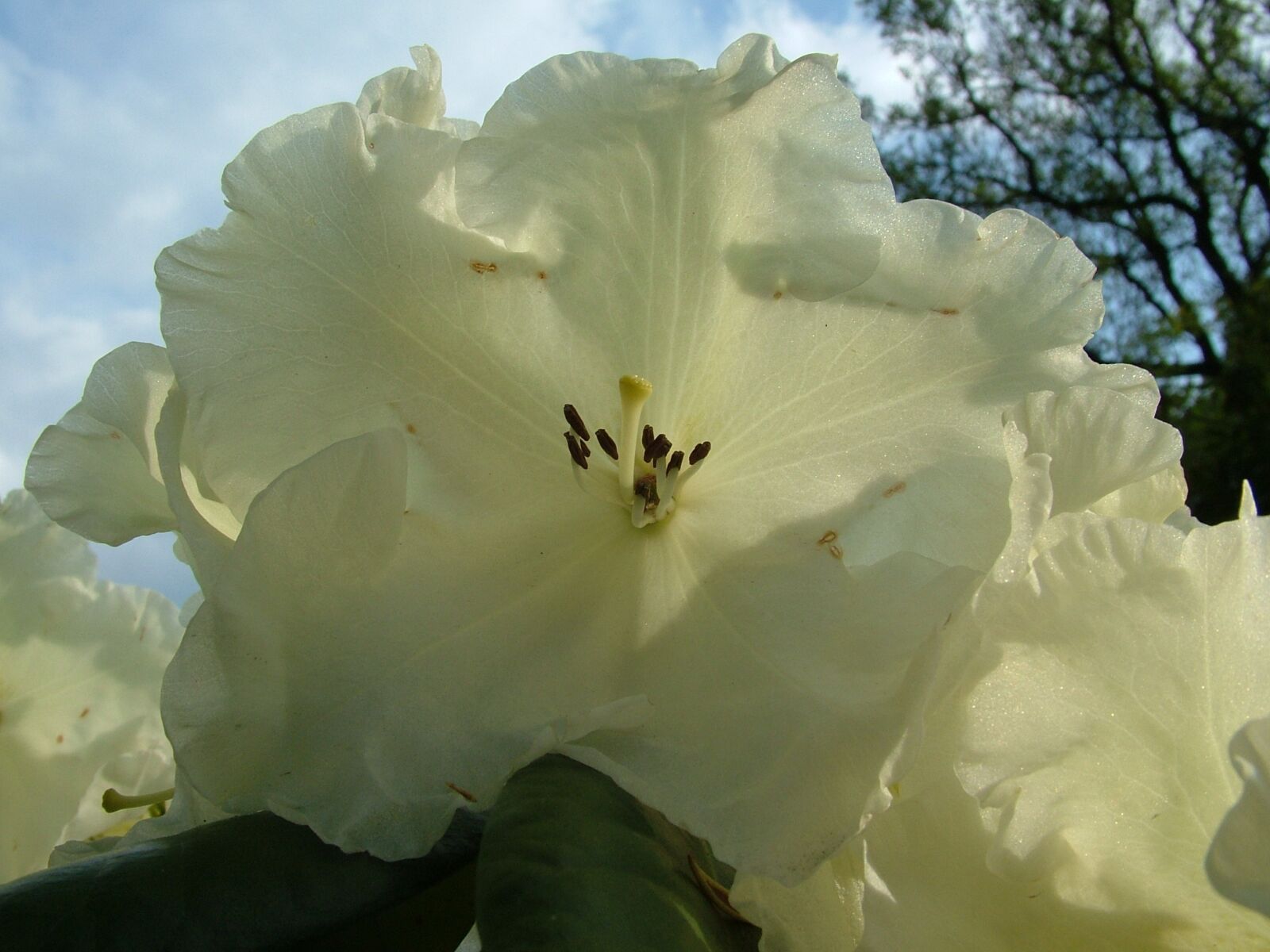 Fujifilm FinePix S7000 sample photo. Rhododendron, spring, blossom photography