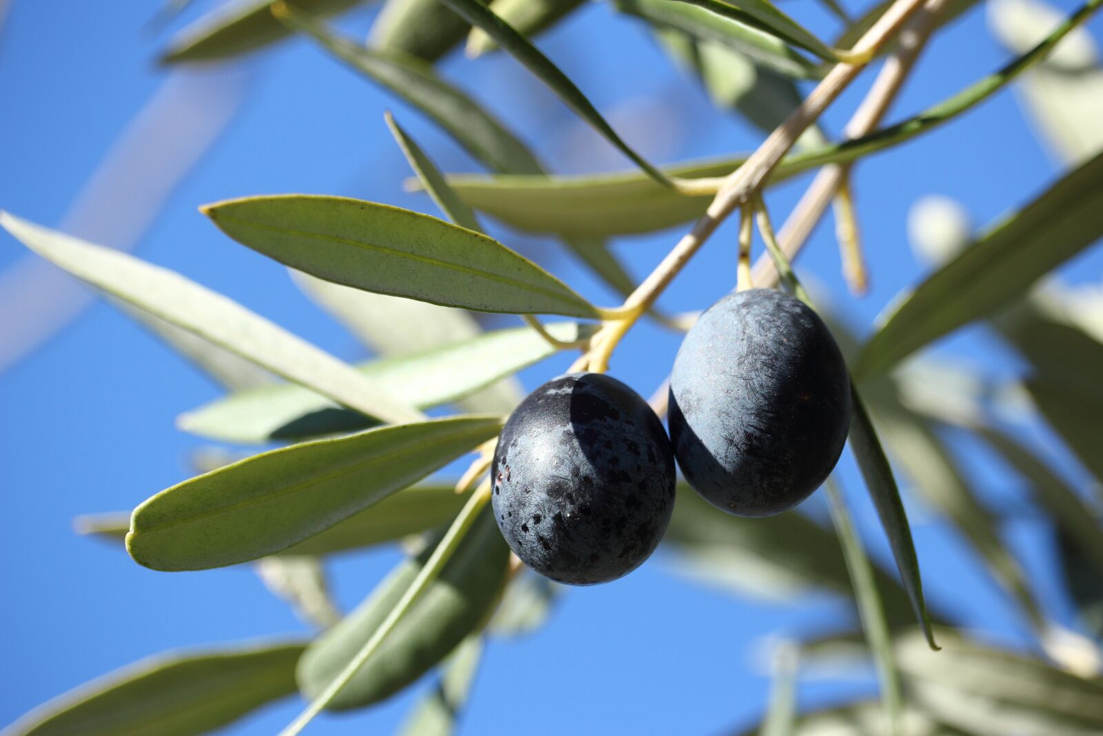 Canon EOS 1200D (EOS Rebel T5 / EOS Kiss X70 / EOS Hi) sample photo. Olivas, olive, tree photography