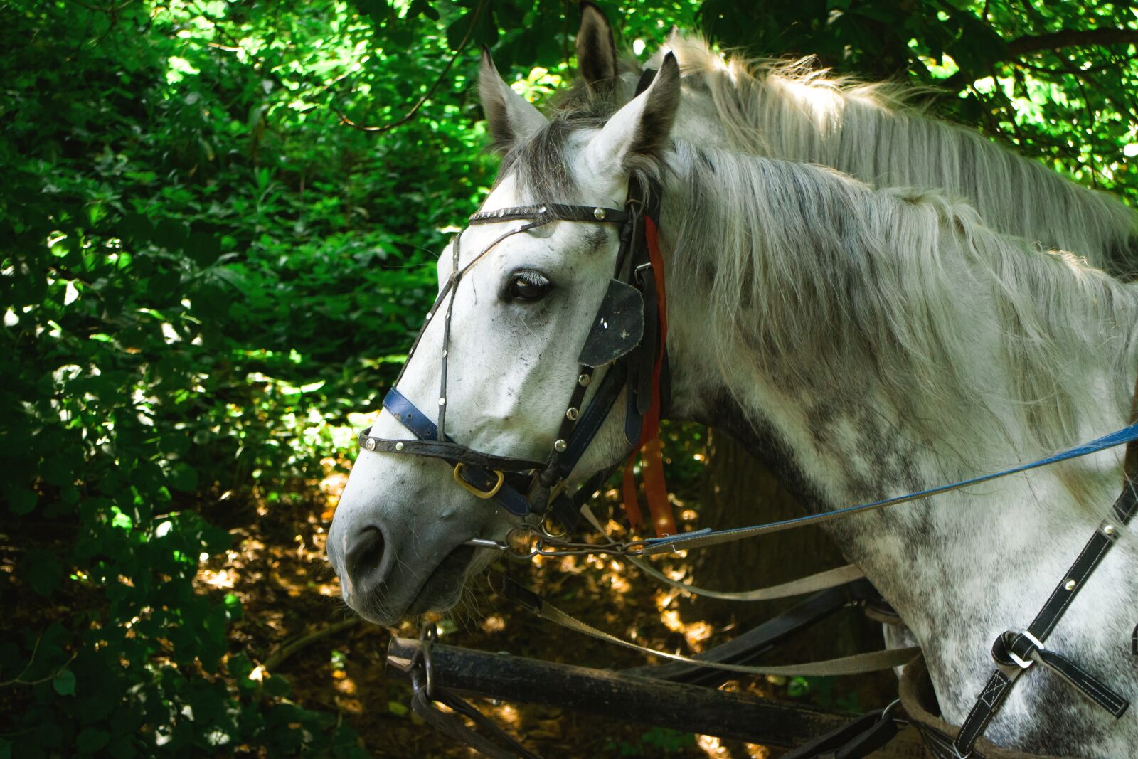 Canon EOS M sample photo. Horse, horses, park photography