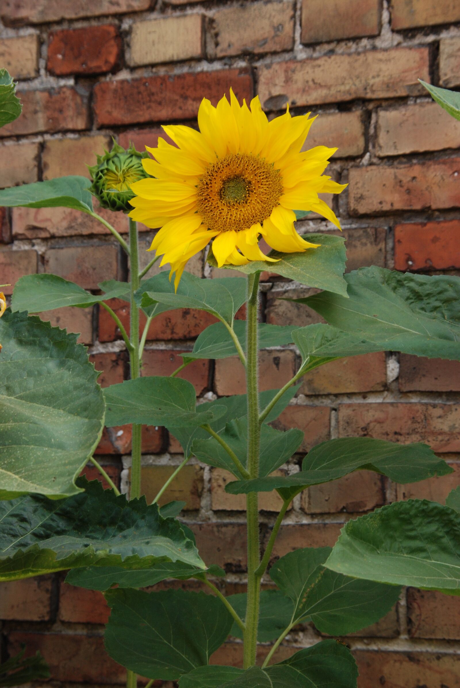 Nikon D80 sample photo. Wall, plant, flower photography