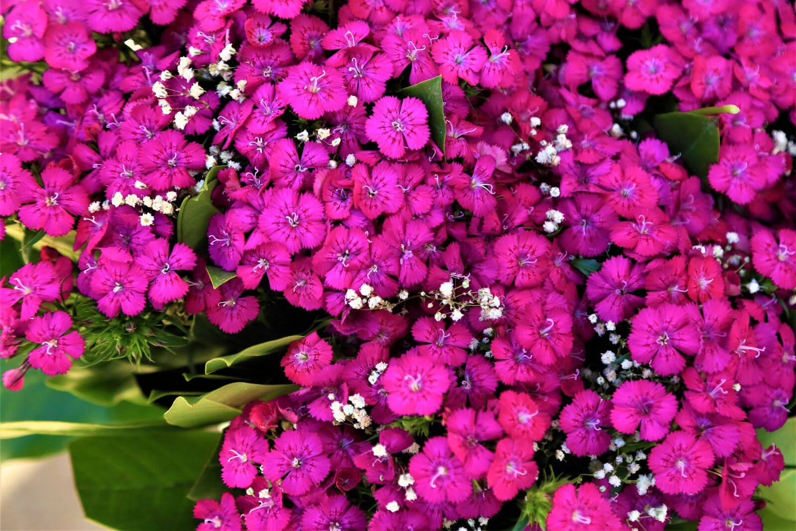 Canon EF 24-105mm F4L IS USM sample photo. Flowers, nature, spring photography