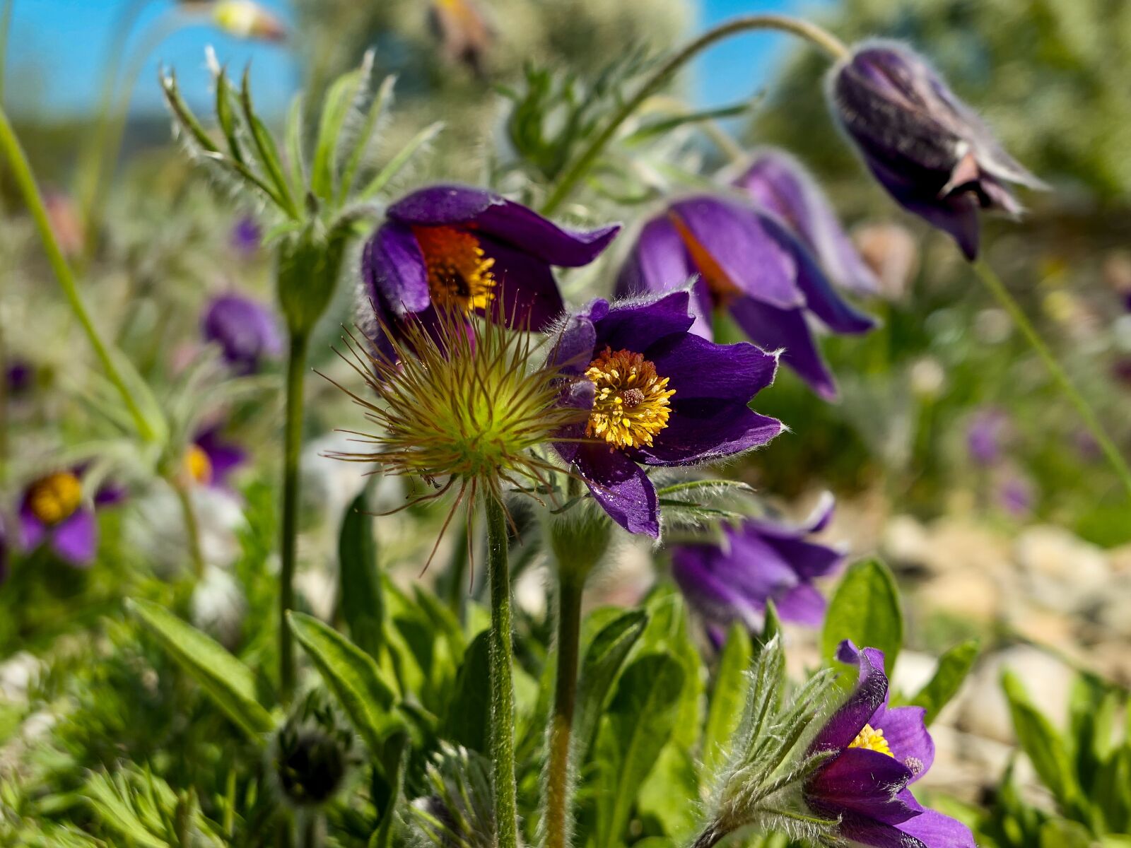 Panasonic Lumix DMC-LX10 (Lumix DMC-LX15) sample photo. Pasque flower, plant, hairy photography