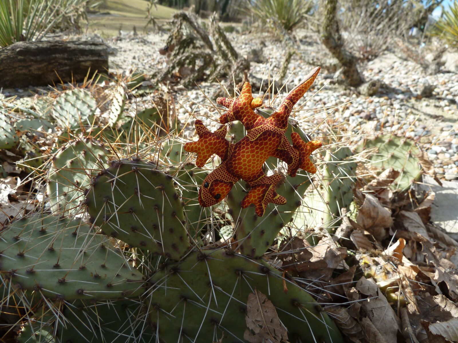 Panasonic Lumix DMC-ZS7 (Lumix DMC-TZ10) sample photo. Soft toy, lizard, cactus photography