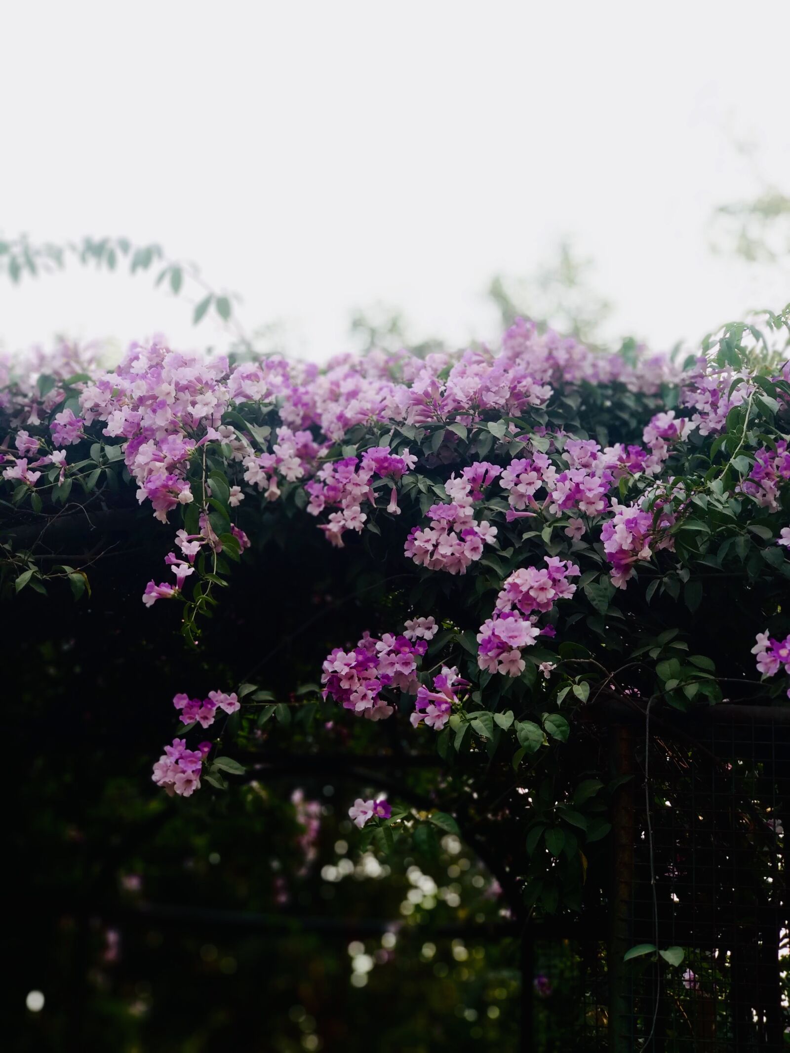 Xiaomi Mi A1 sample photo. Beautiful, pink, flowers photography