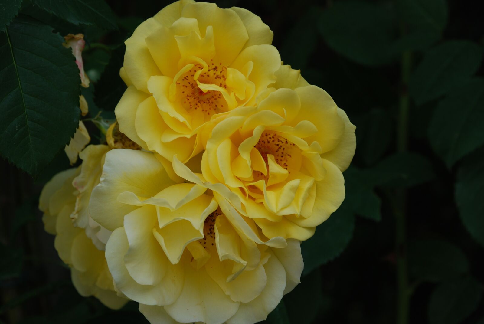 Nikon D80 sample photo. Rose, yellow, blossom photography