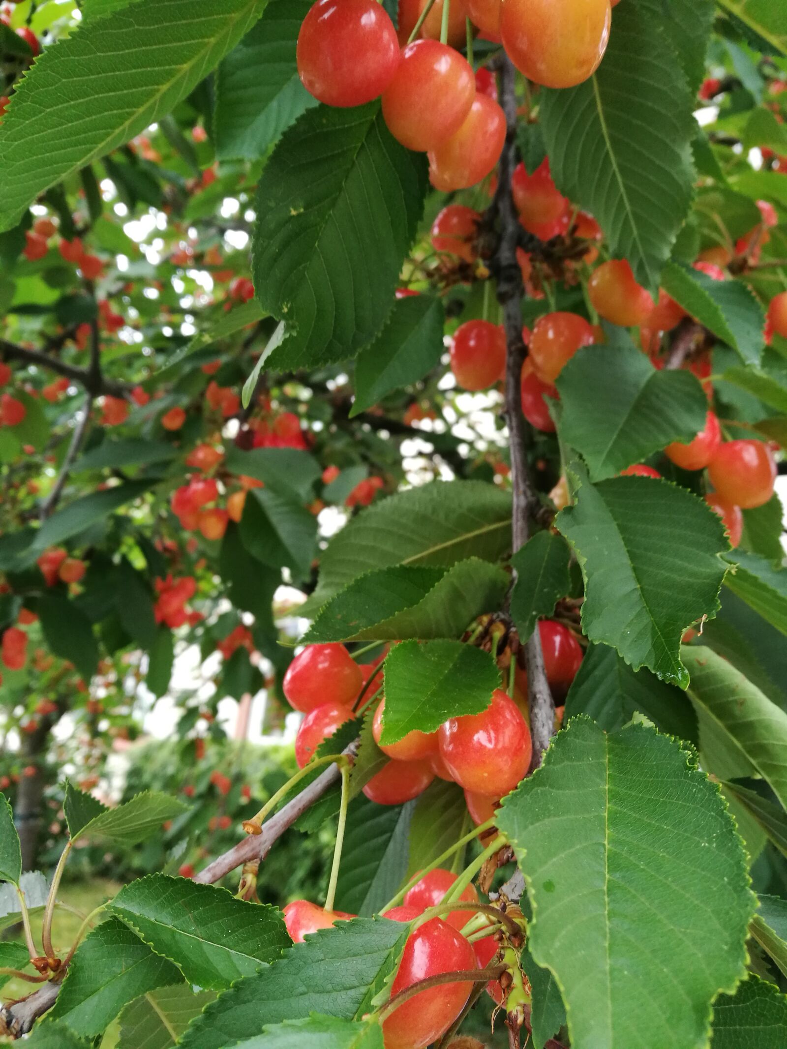 HUAWEI P9 sample photo. Cherry, cherry tree, cherries photography