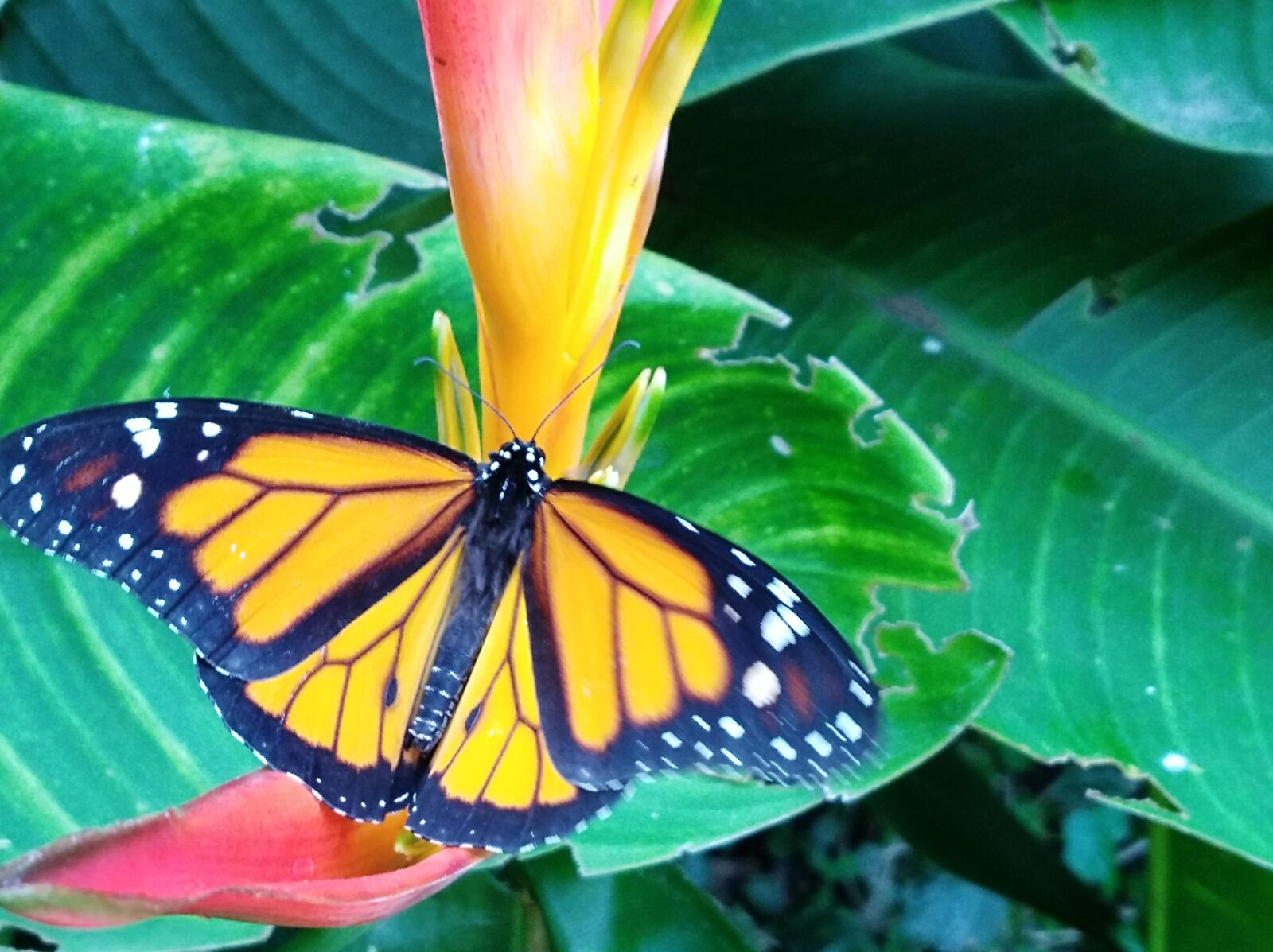 HUAWEI Y7 sample photo. Butterfly, leaves, wings photography