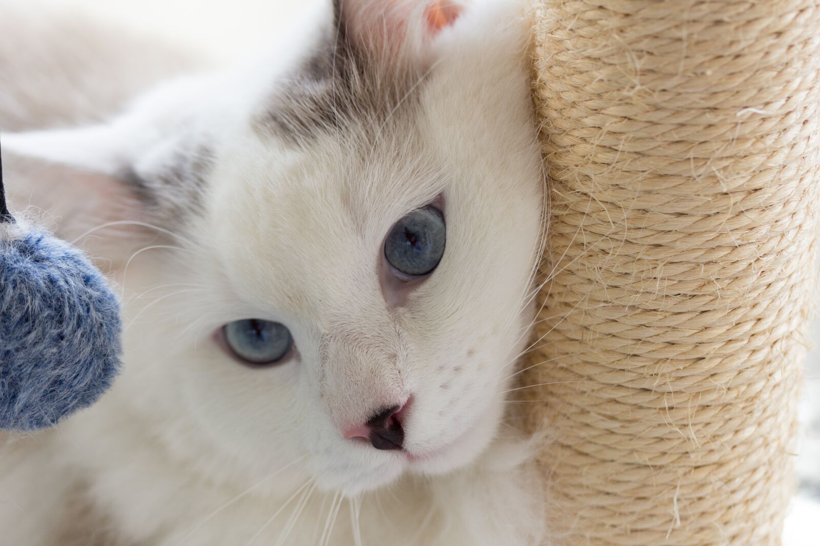 Canon EOS 60D + Canon EF-S 60mm F2.8 Macro USM sample photo. Cat, pet, eyes photography