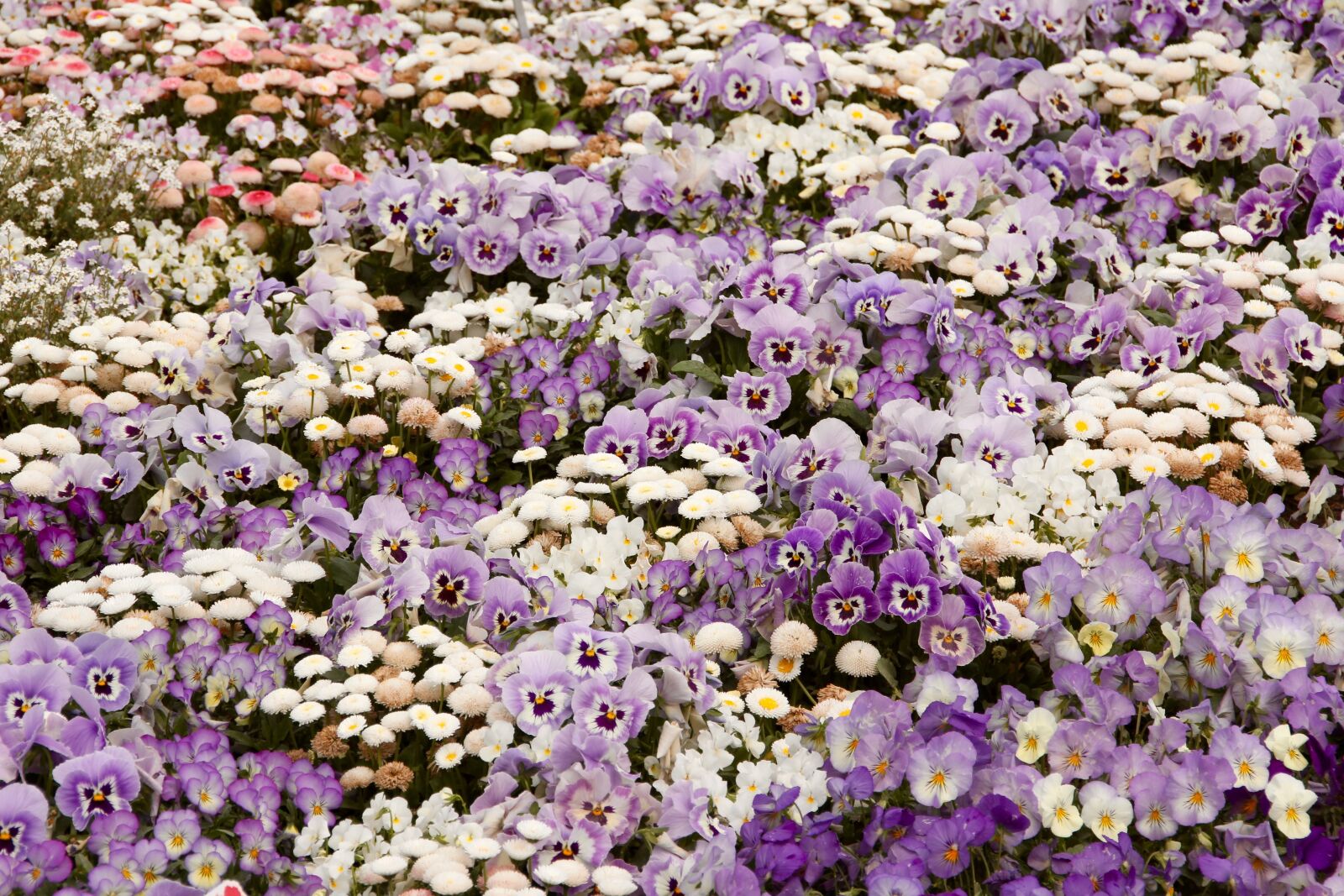 Canon EOS 60D sample photo. Daisy, flowers, violet photography