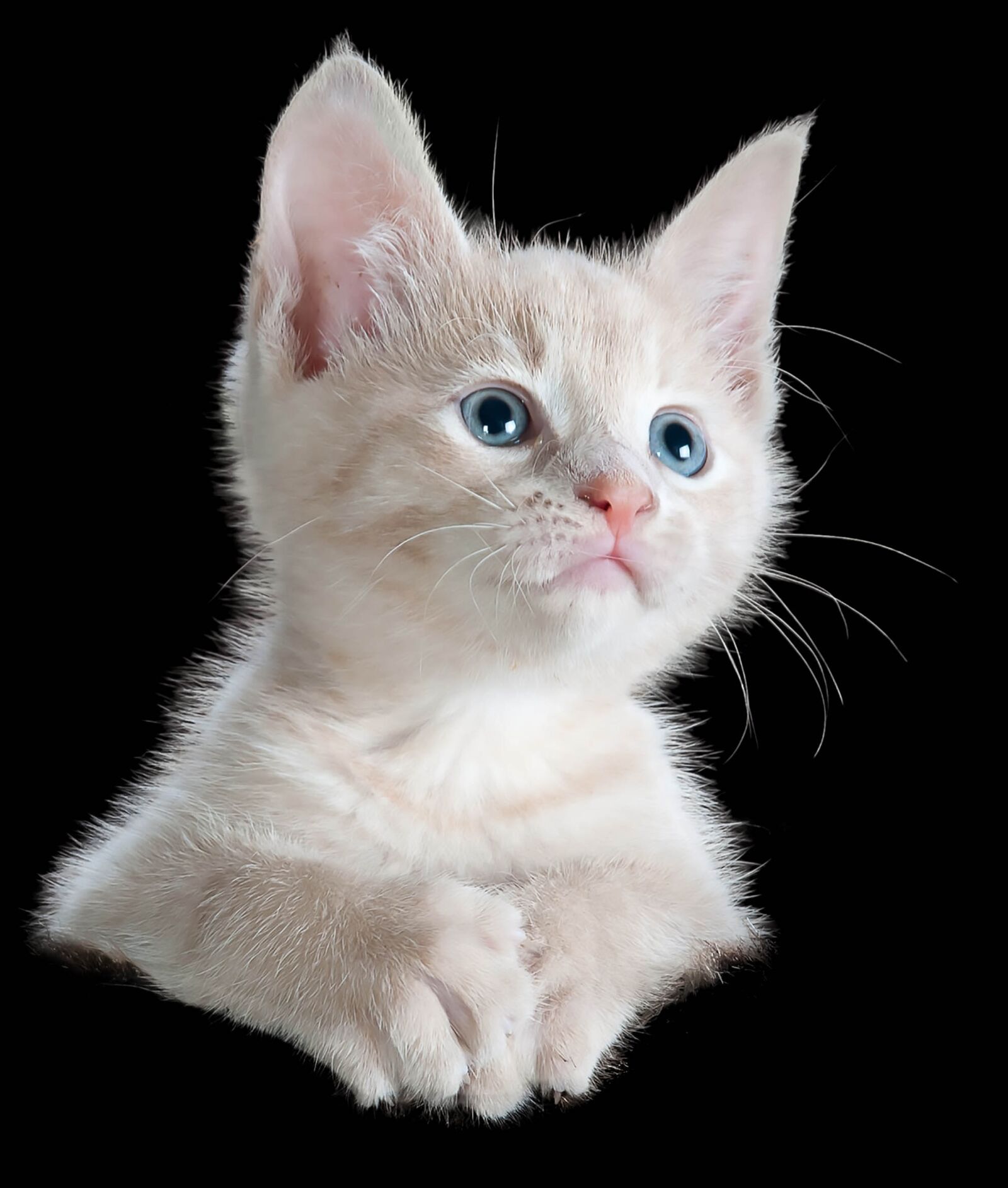 Nikon D300S sample photo. Cat, isolated, cute photography