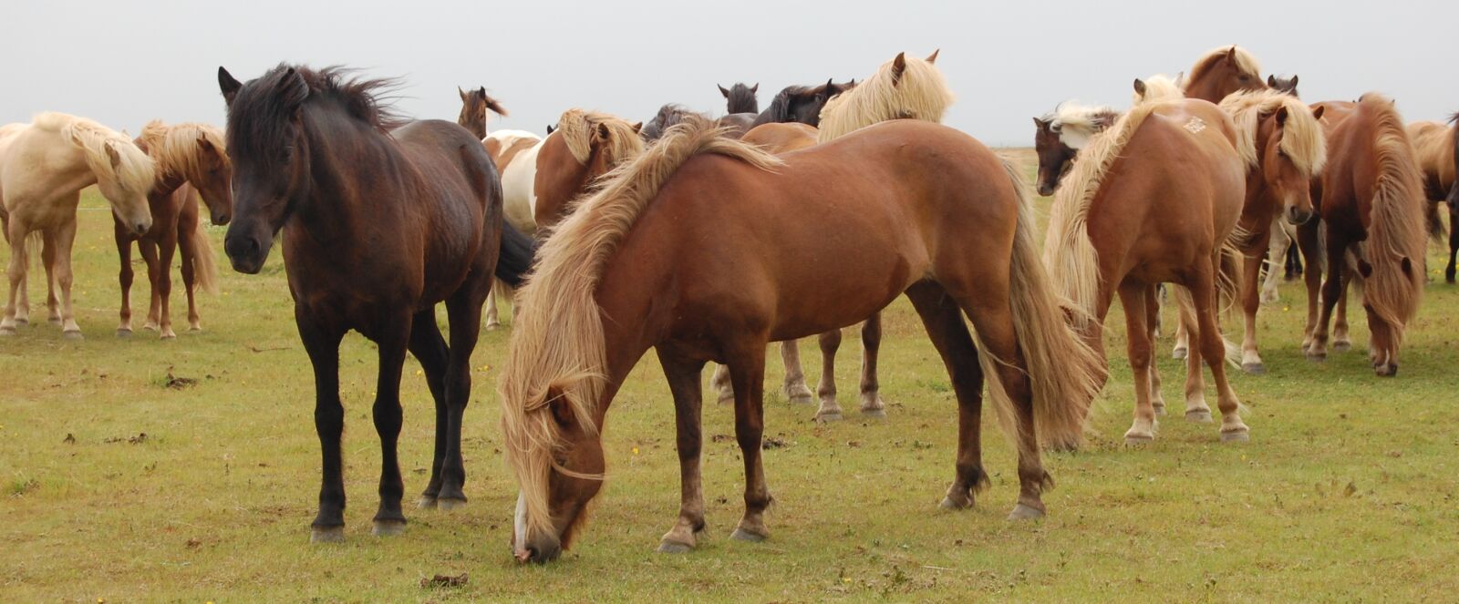 Nikon D40 sample photo. Horses, iceland, meadow photography