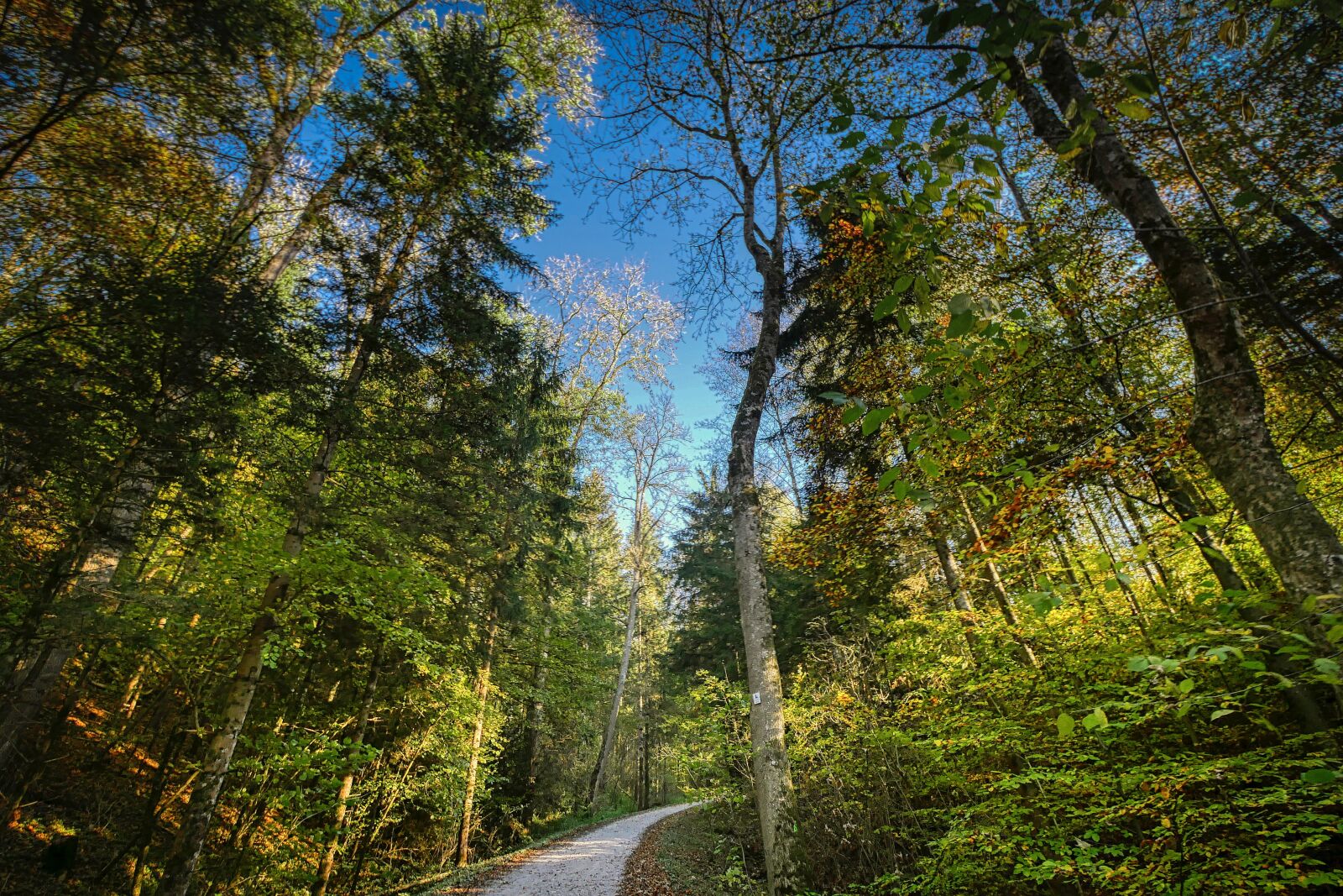 Panasonic Lumix DMC-GX8 sample photo. Forest, sky, perspective photography