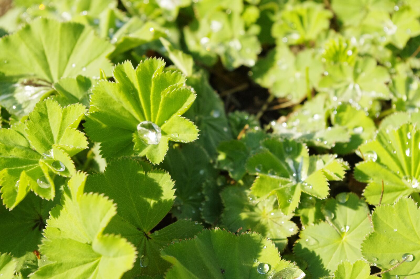 Pentax K-r sample photo. Alchemilla mollis, leaves, droplets photography