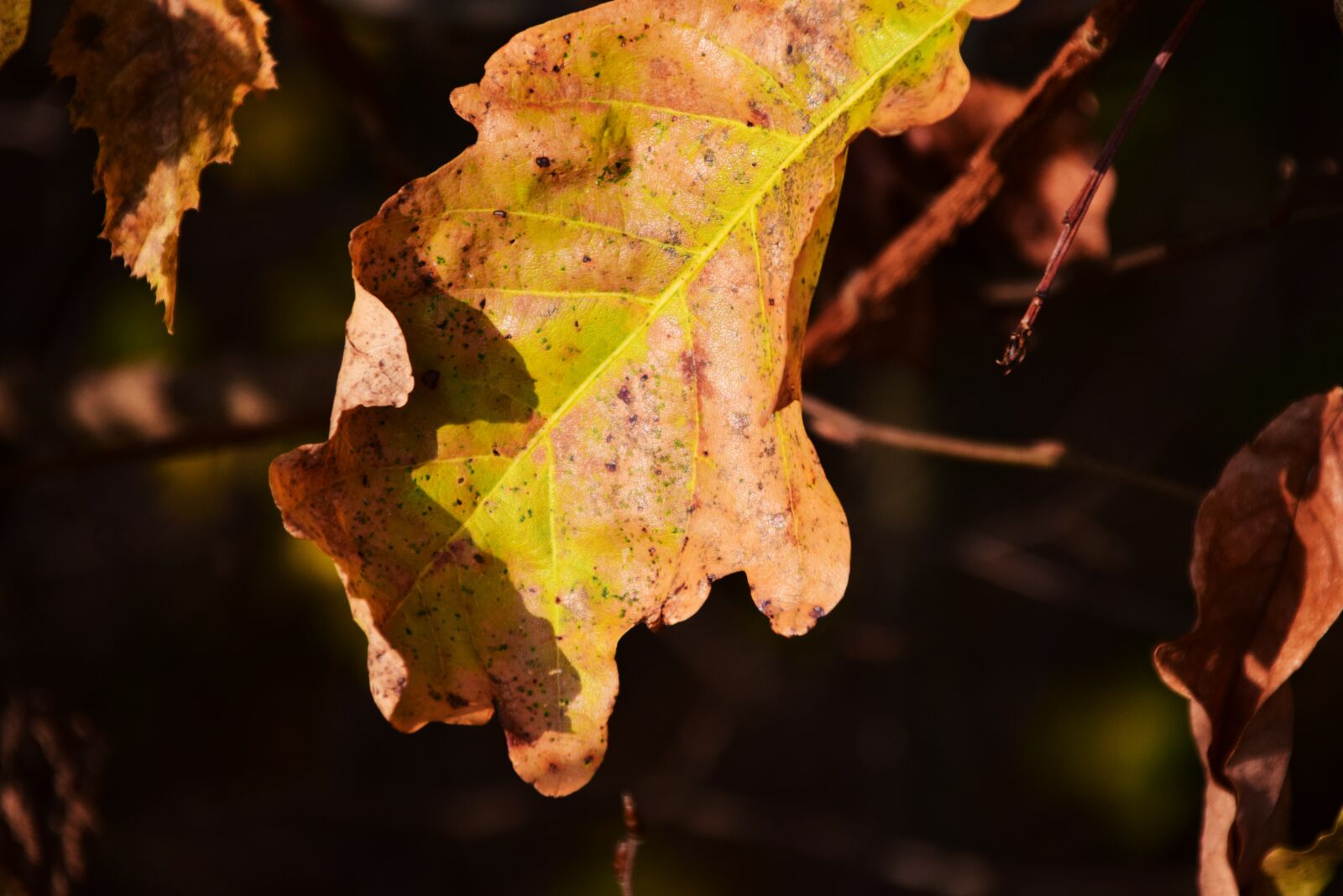 Nikon D3300 sample photo. Leaf, autumn, leaves photography