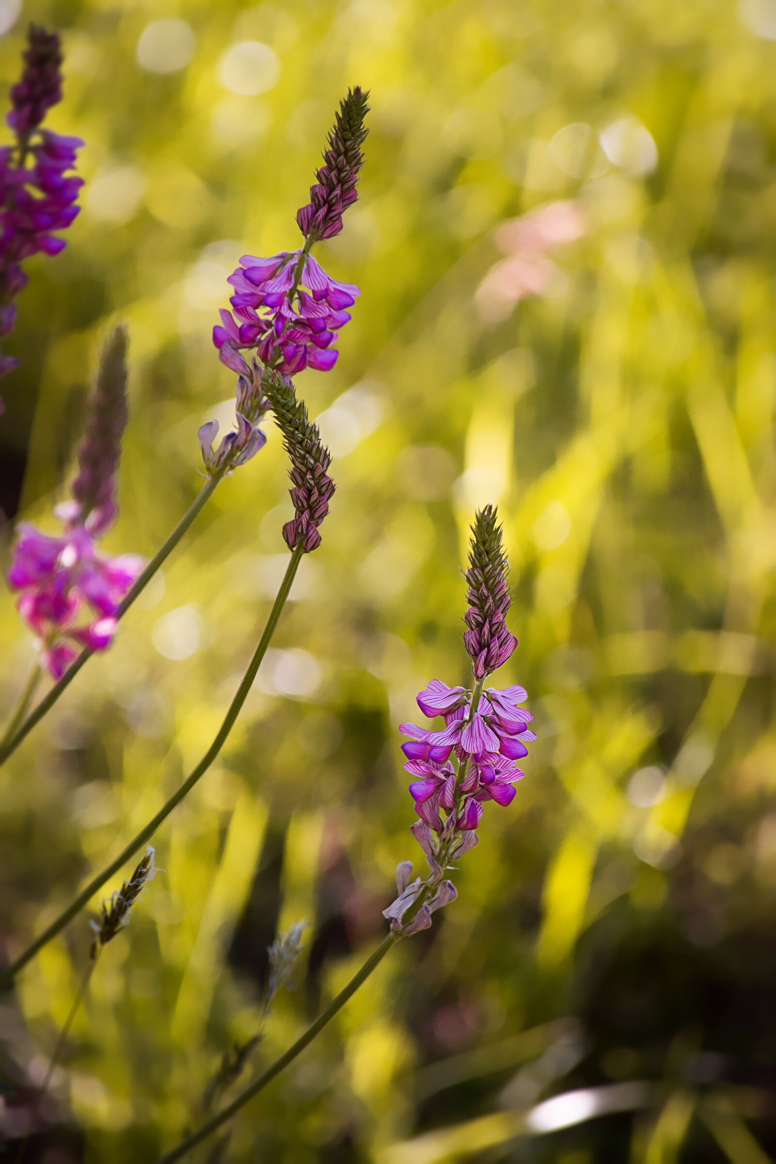 Nikon D7100 sample photo. Flowers, pink, nature photography