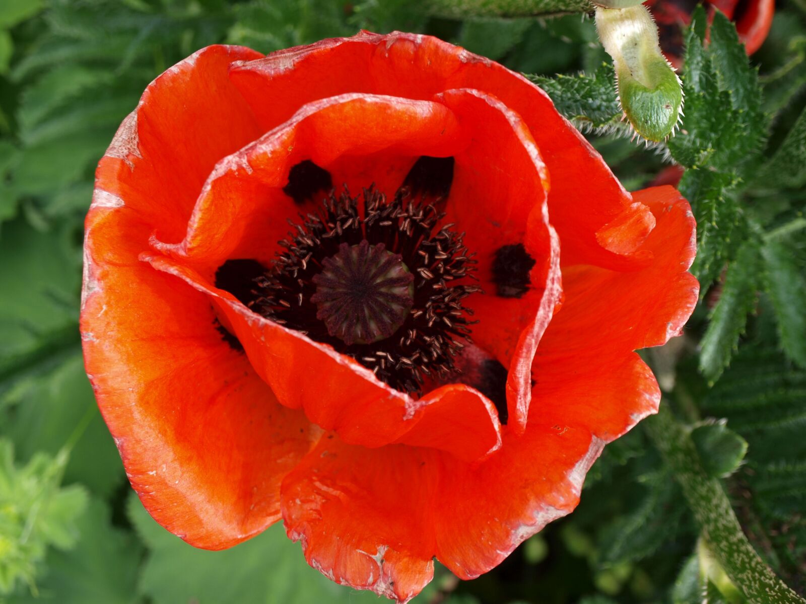 Olympus E-420 (EVOLT E-420) sample photo. Poppy, blossom, bloom photography