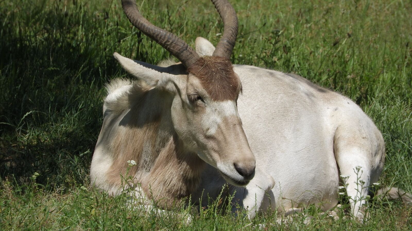 Nikon Coolpix P610 sample photo. Addax, addax nasomaculatus, the photography