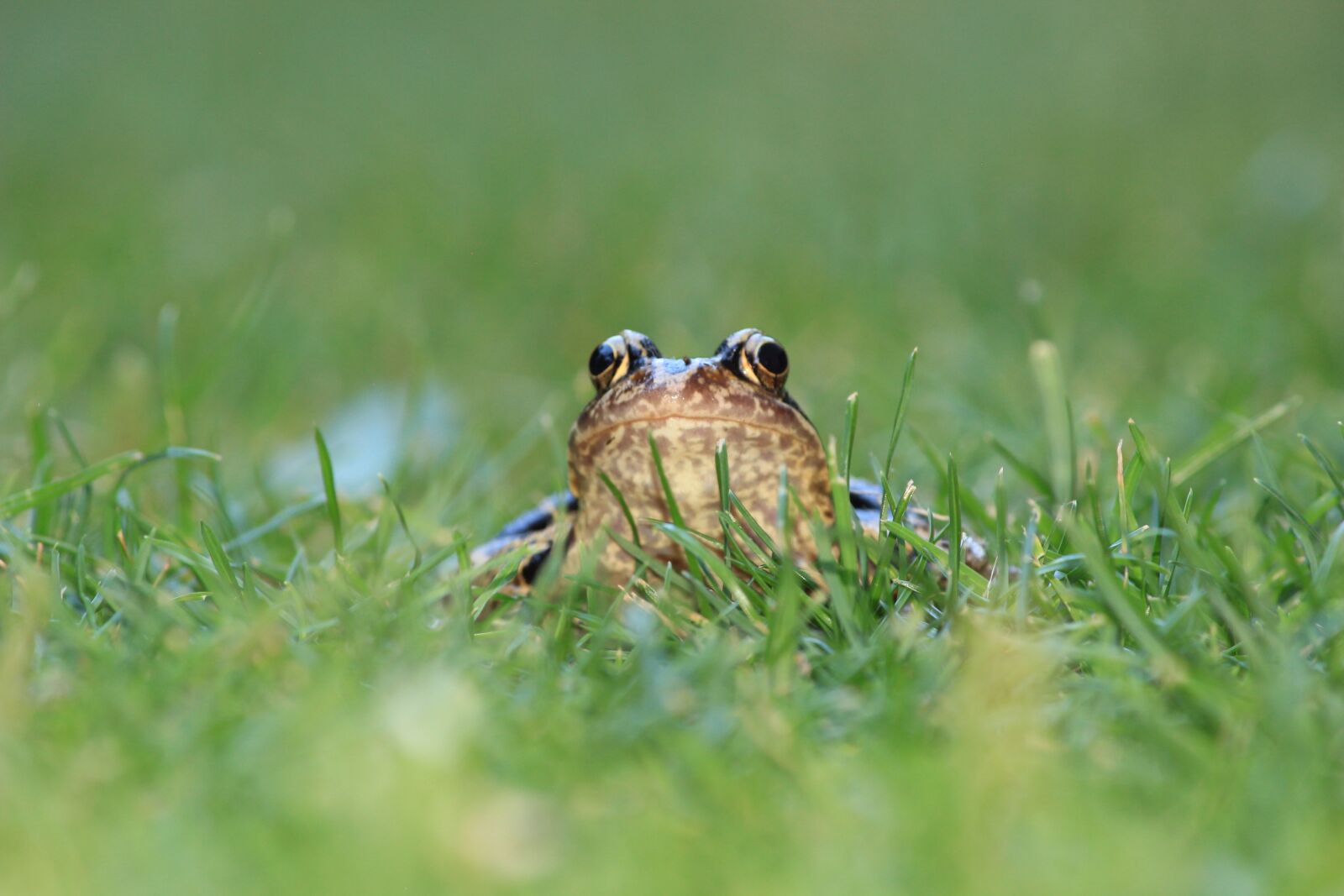 Canon EOS 600D (Rebel EOS T3i / EOS Kiss X5) sample photo. Frog, toad, meadow photography