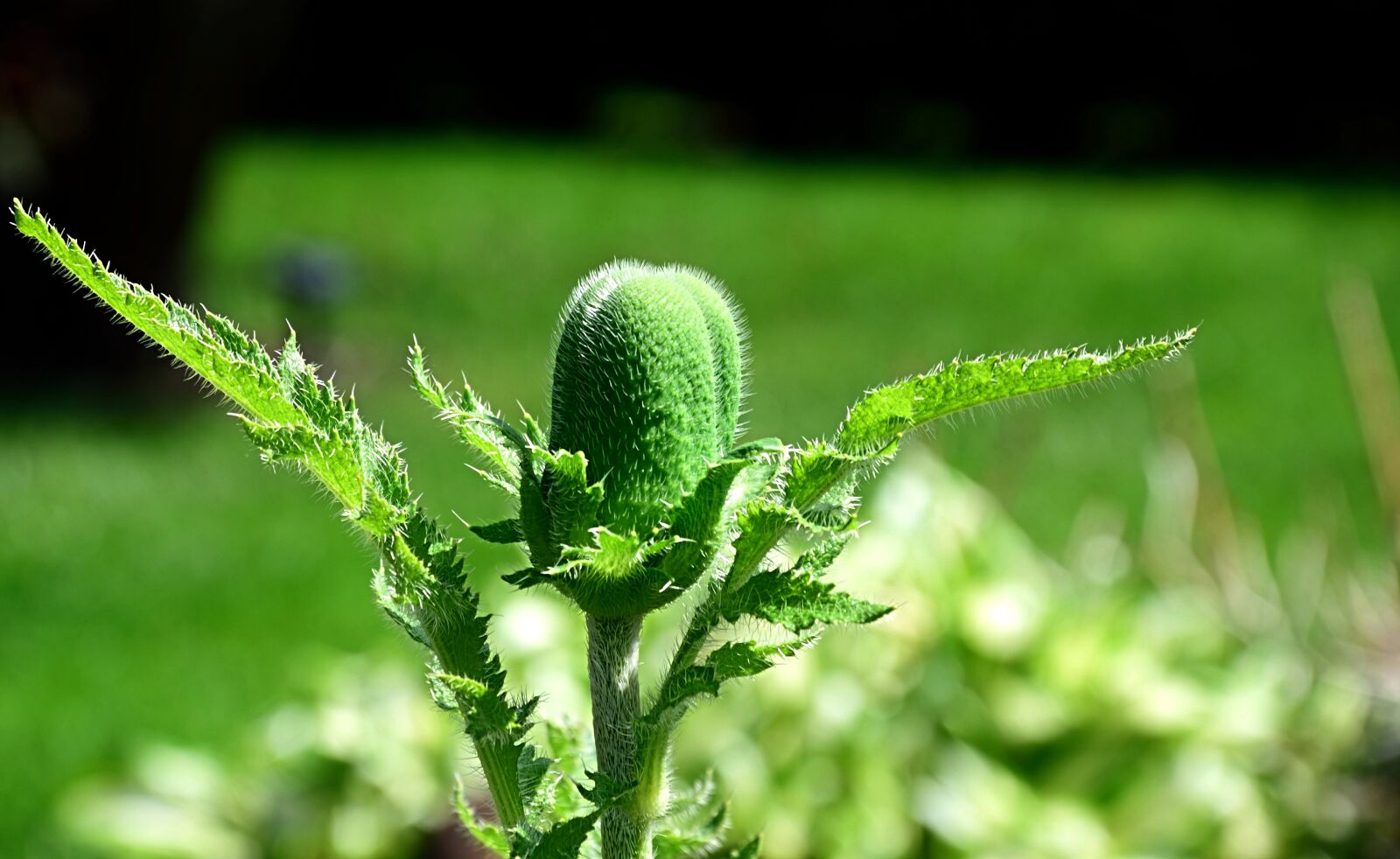 Nikon D3300 sample photo. Poppy, closed bud, close photography