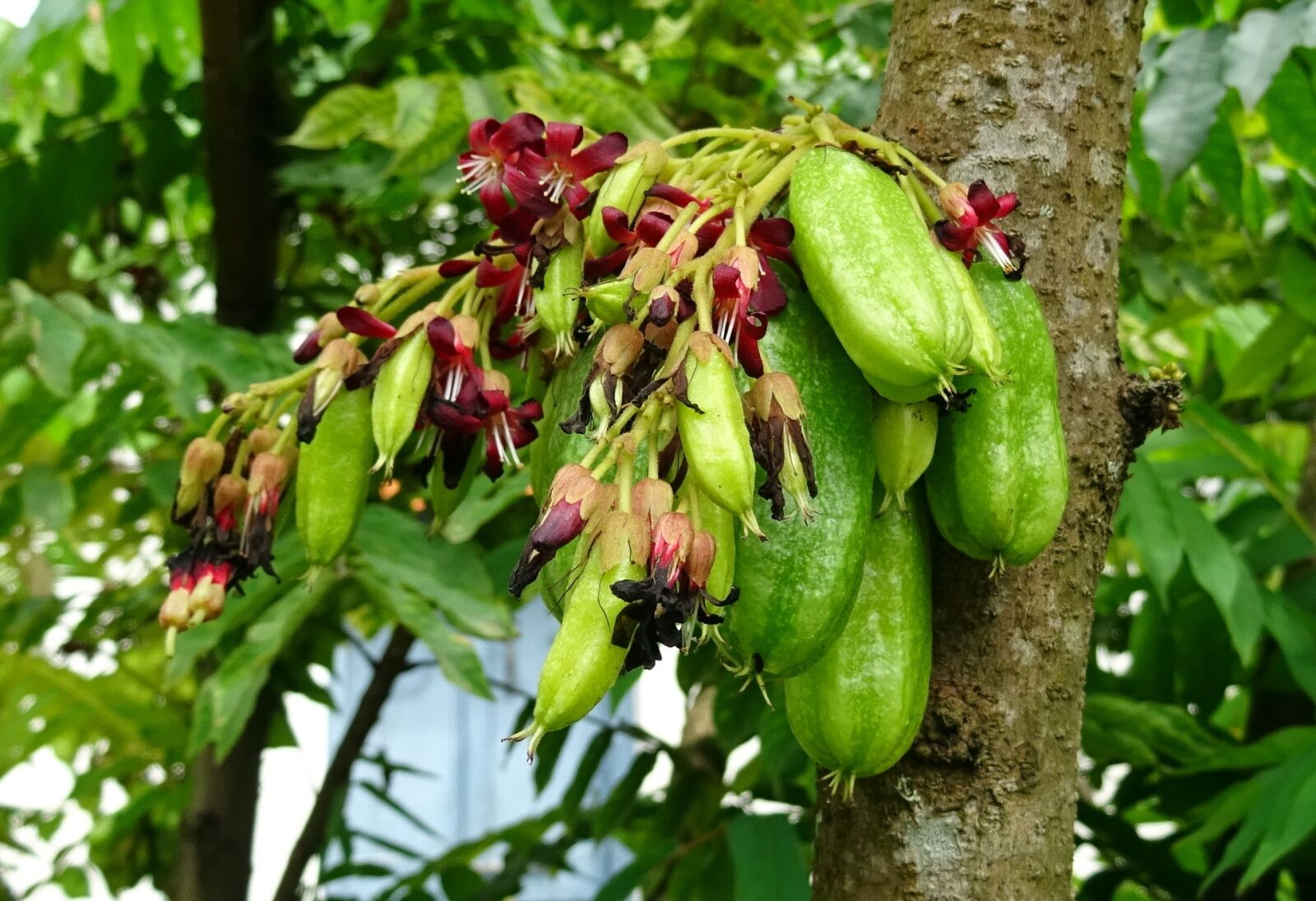 Sony DSC-HX60V sample photo. Bilimbi, fruit, flower photography