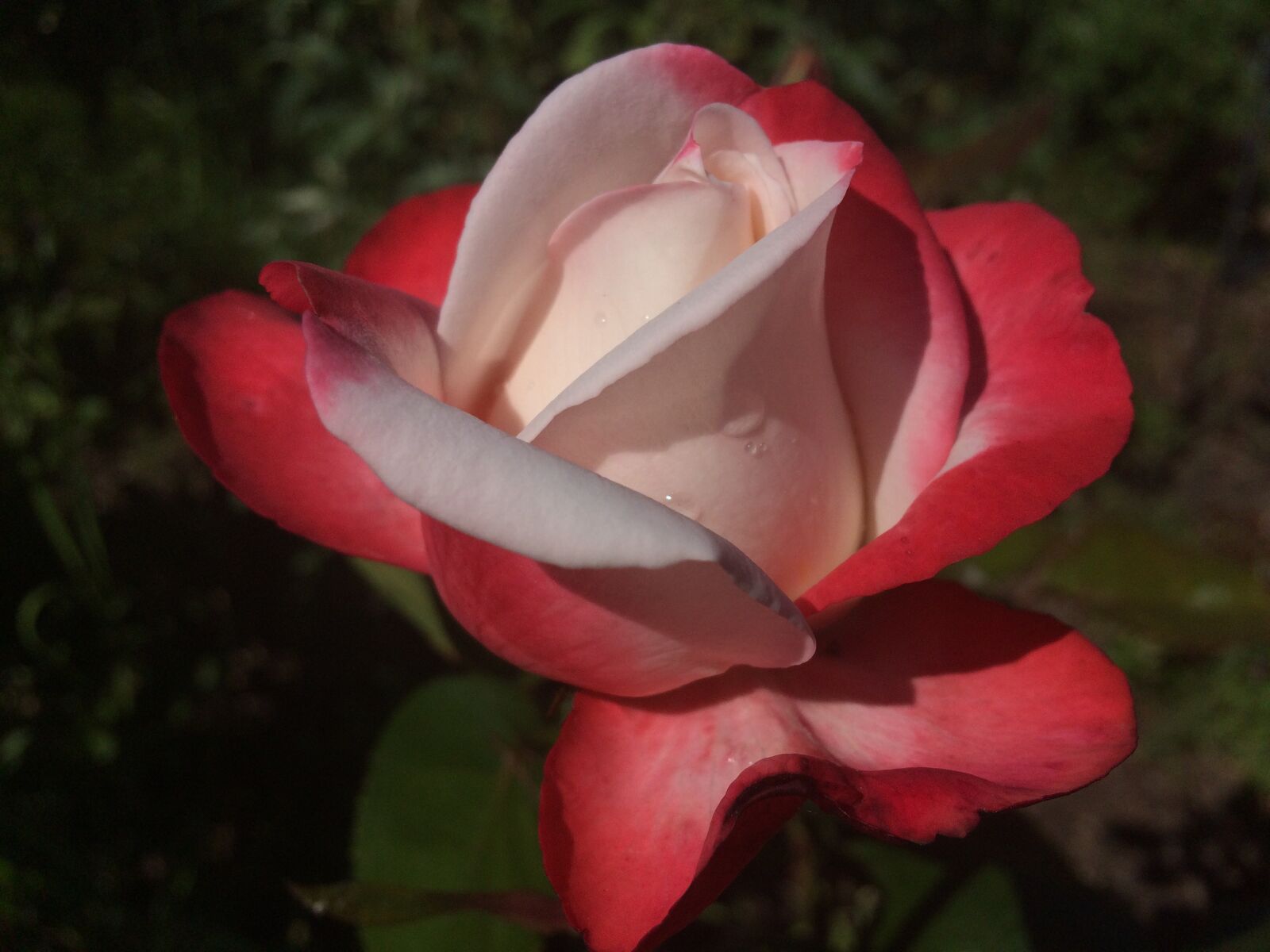 iPhone 5s back camera 4.15mm f/2.2 sample photo. Flowers, rose, beautiful photography
