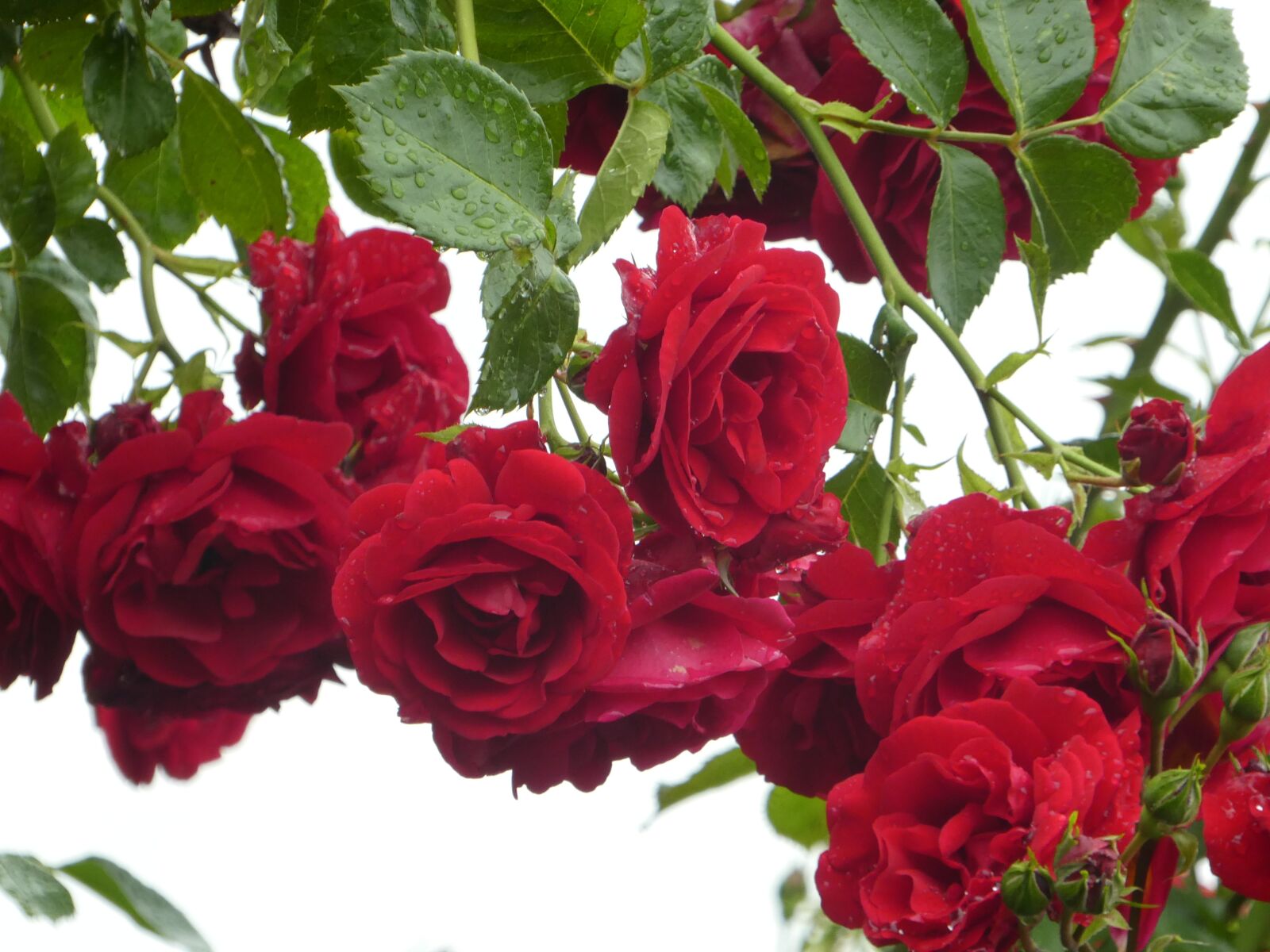 Panasonic DMC-TZ81 sample photo. Climbing roses, red, filled photography